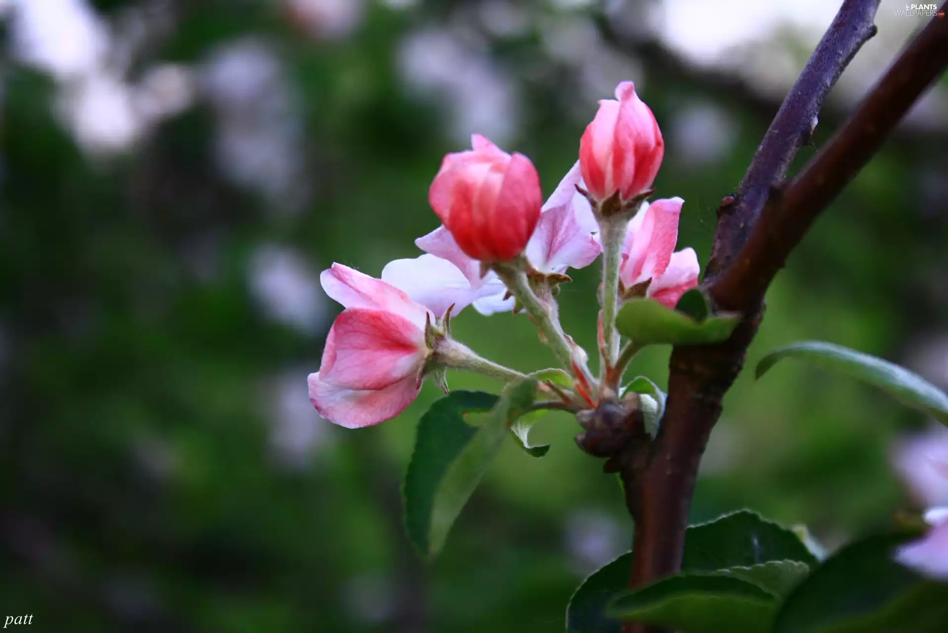 apple-tree, Spring, Buds, Wild, Pink