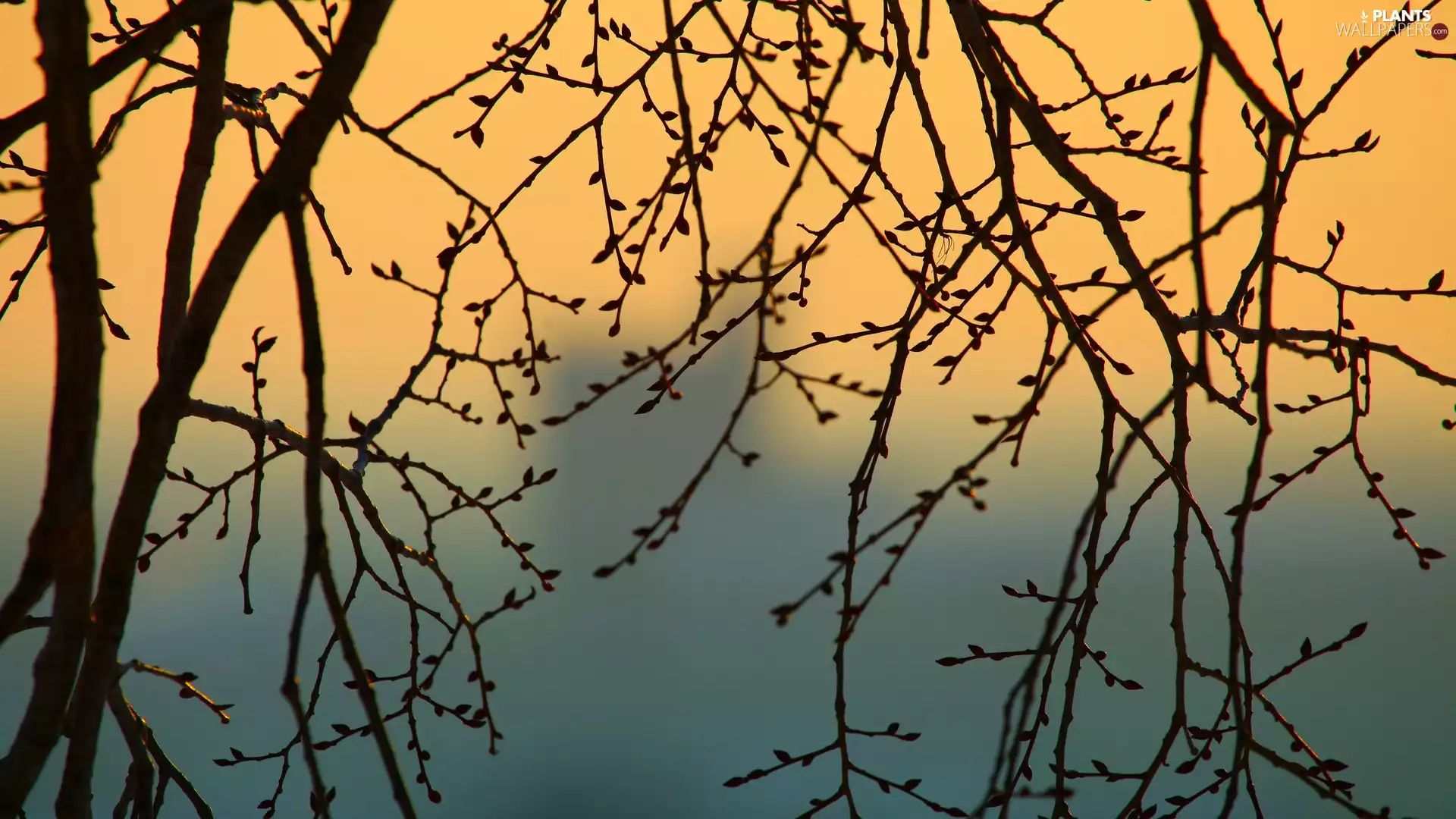 Sky, branch pics, Buds