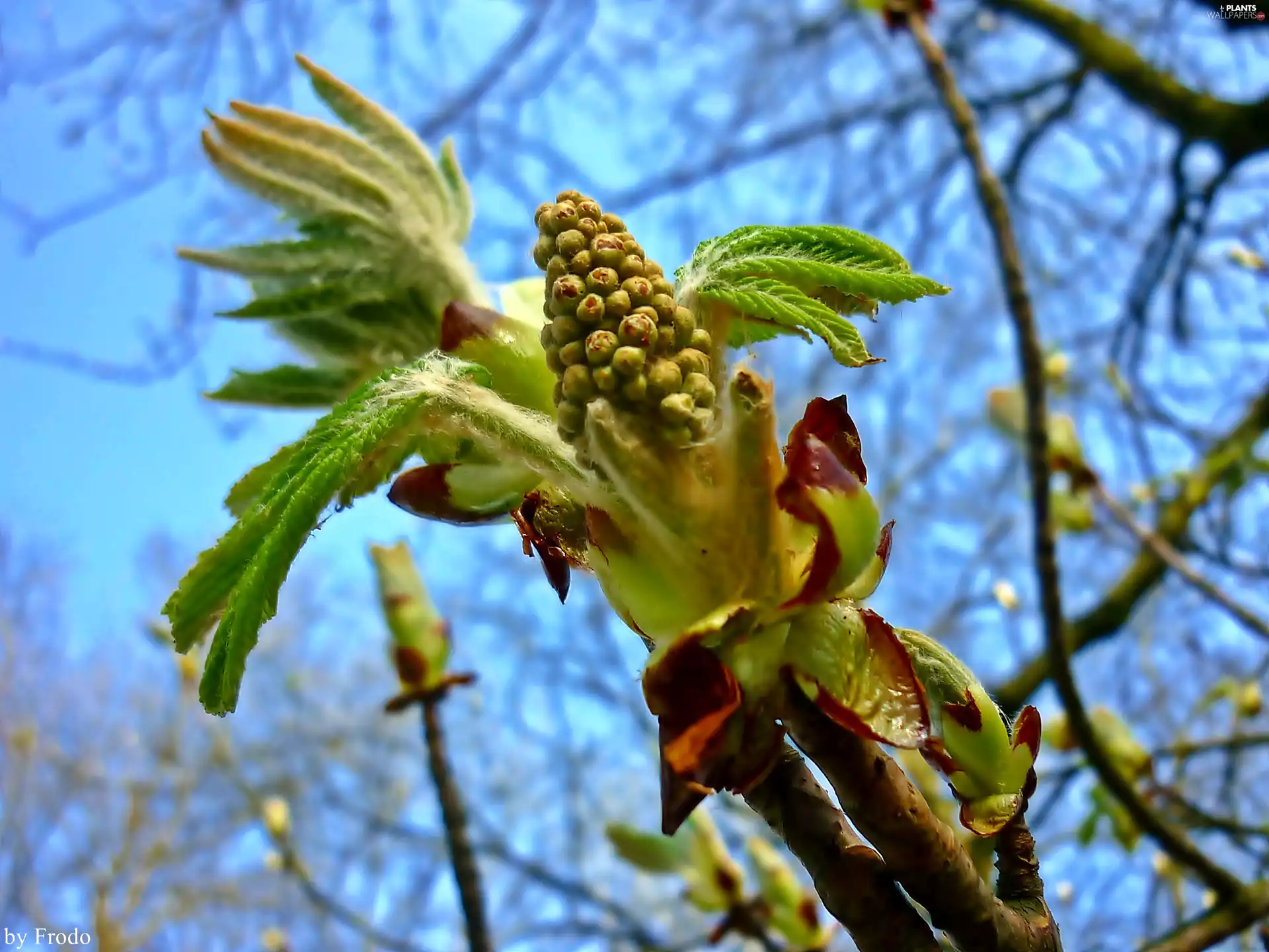 trees, Leaf, Spring, Buds