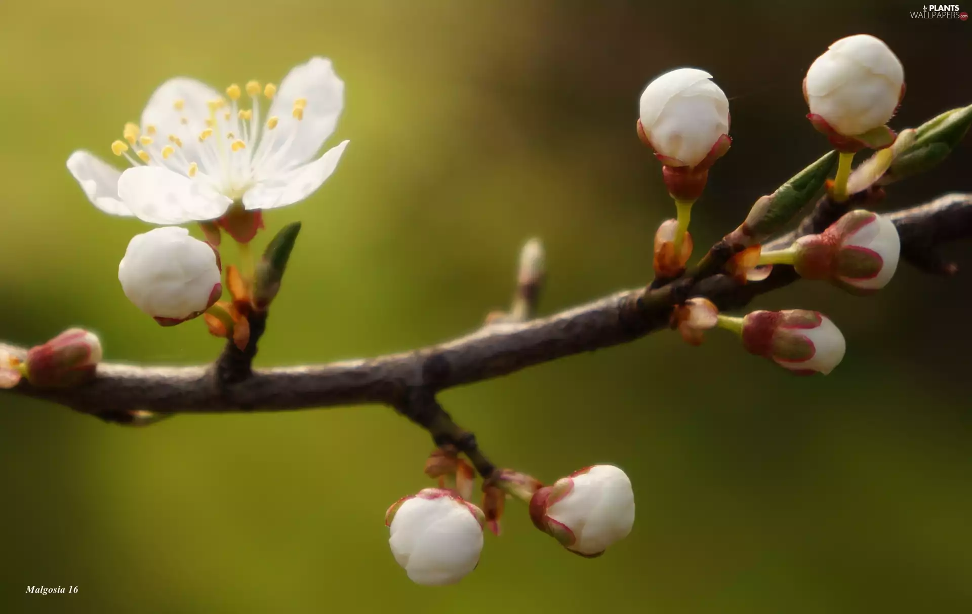 Colourfull Flowers, fruit, Buds, White, twig