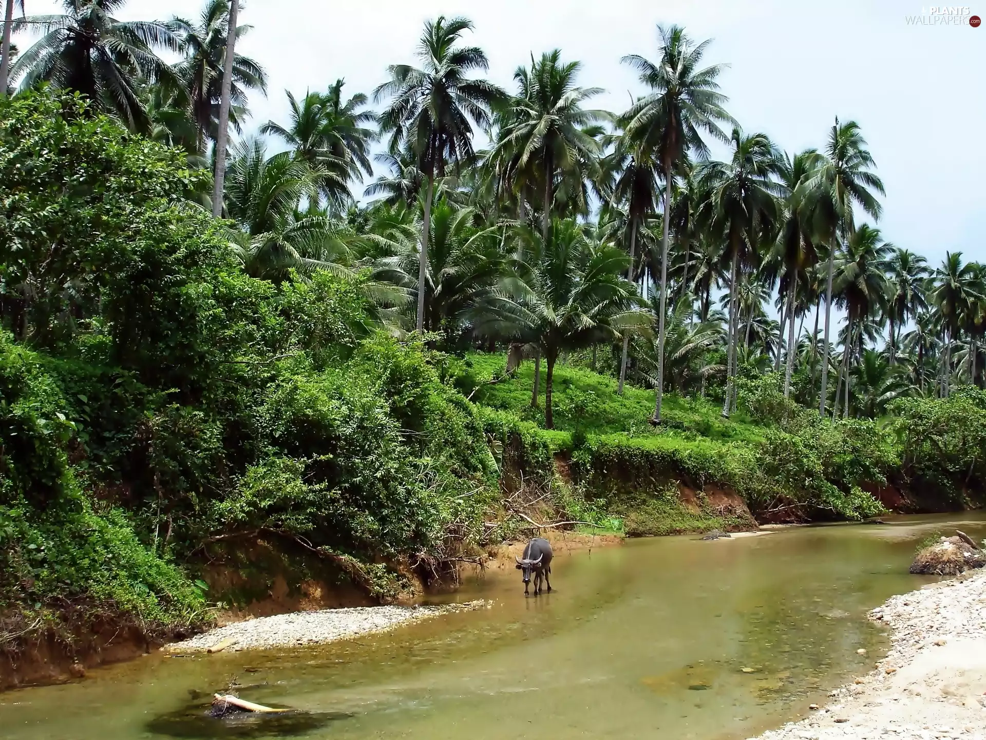 buffalo, jungle, River