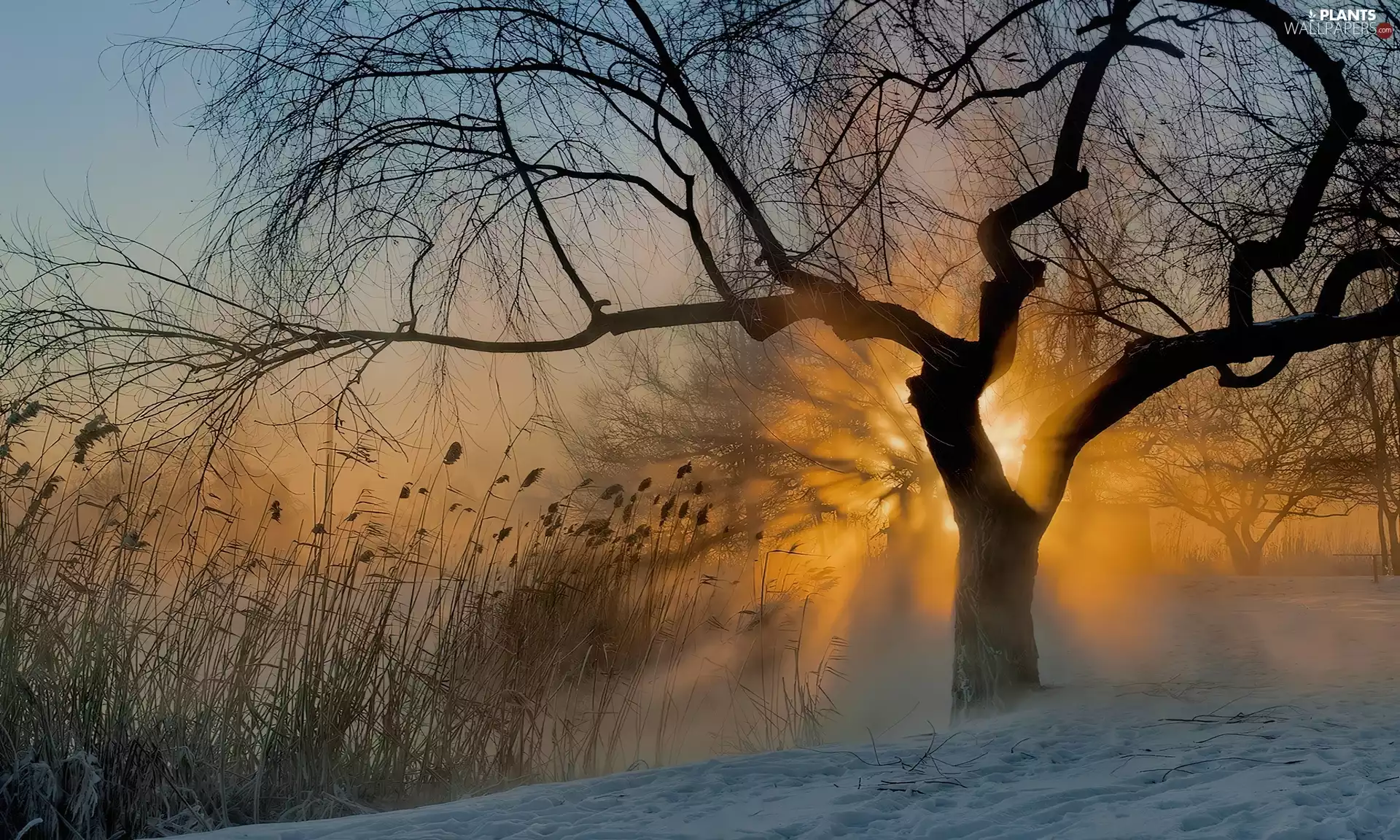 trees, bulrush, Great Sunsets, snow
