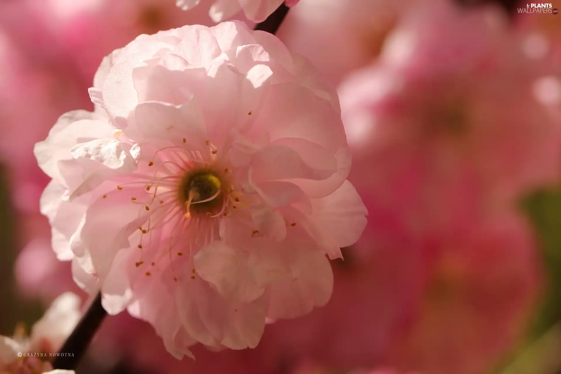 Almond, Colourfull Flowers, Bush, Pink