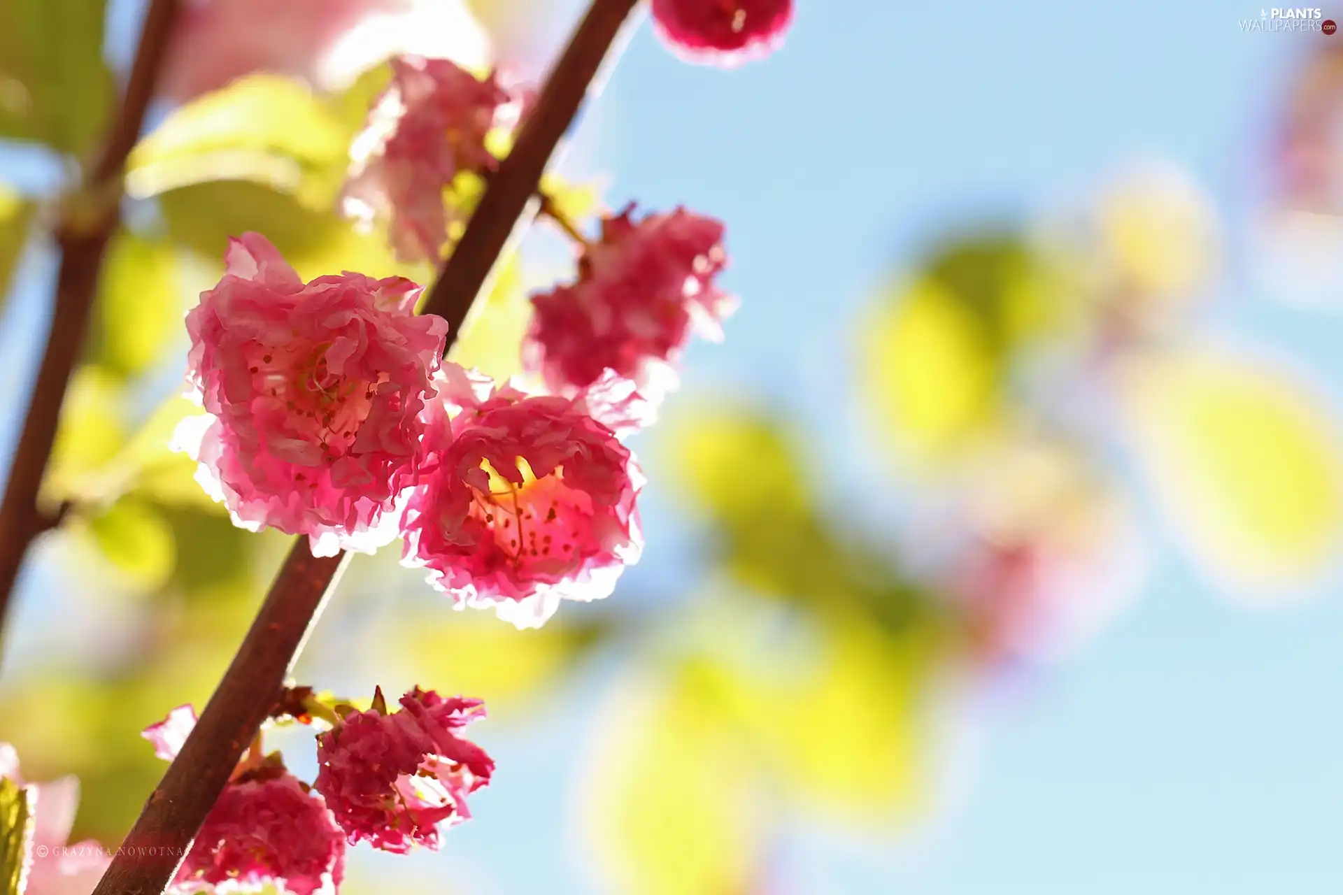 Almond, Flowers, Bush, Pink