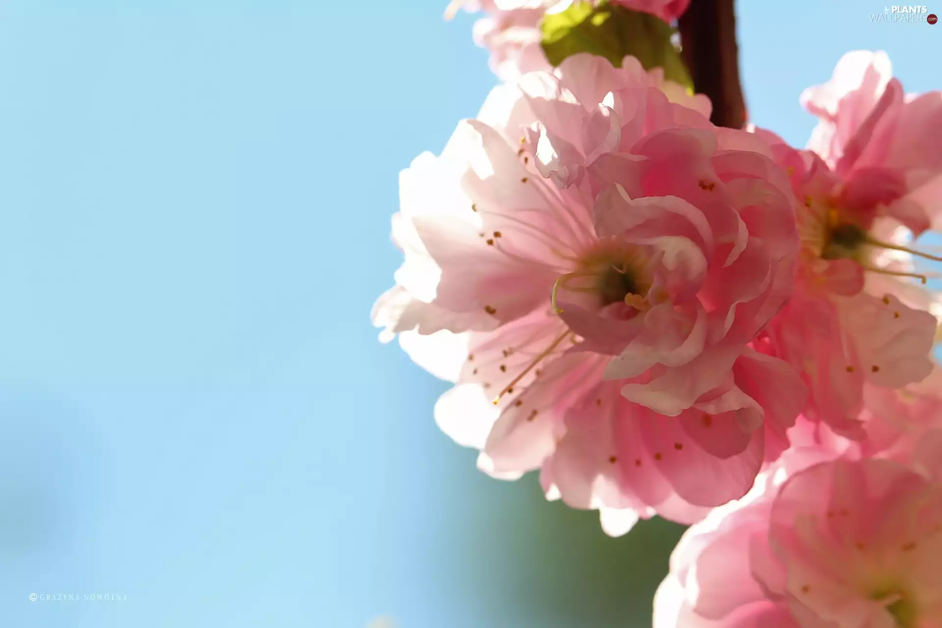Almond, Pink, Flowers, Bush