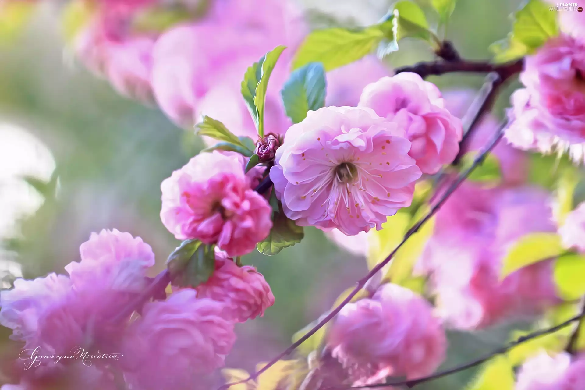 Almond, Pink, Flowers, Bush