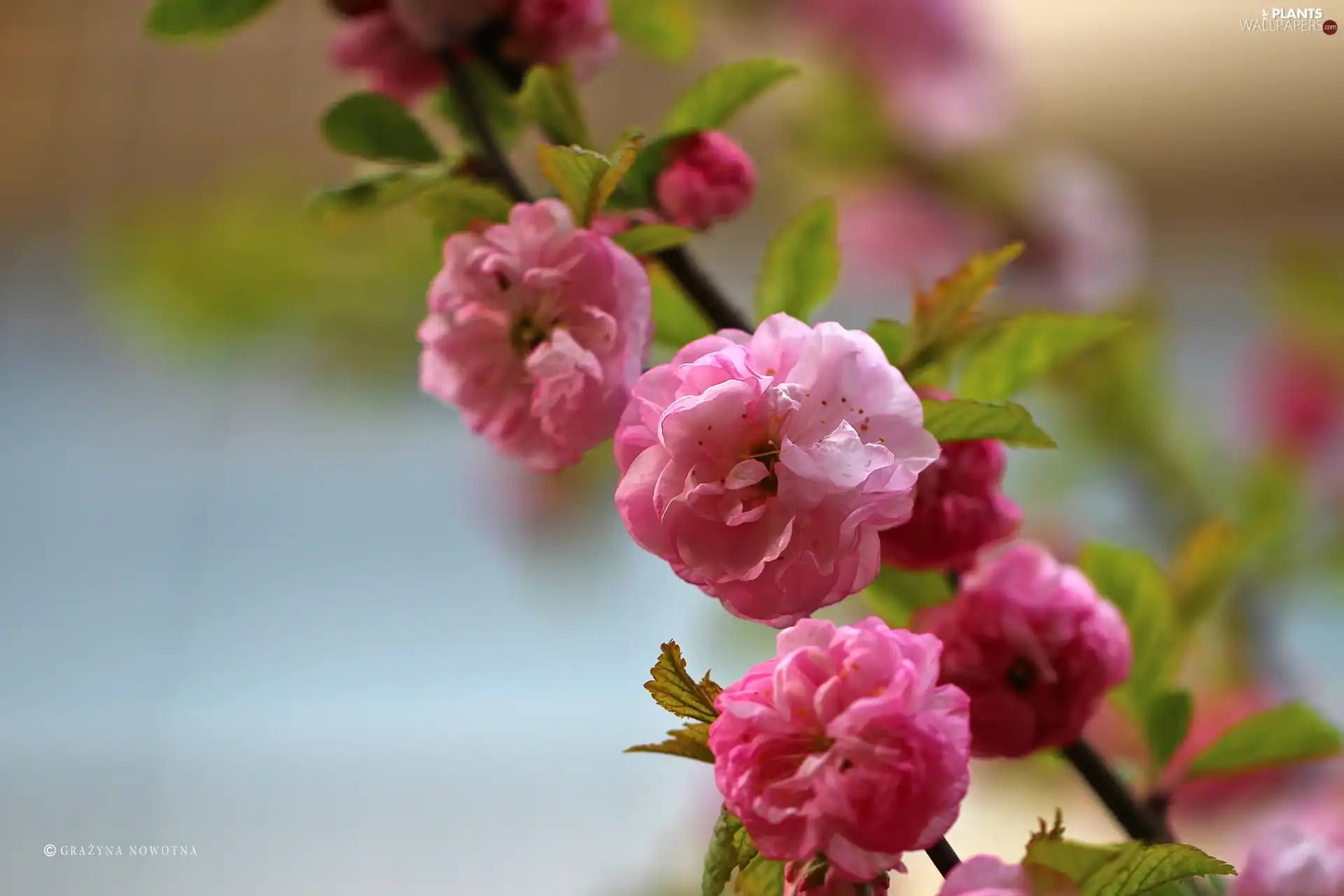 Almond, Flowers, Bush, Pink