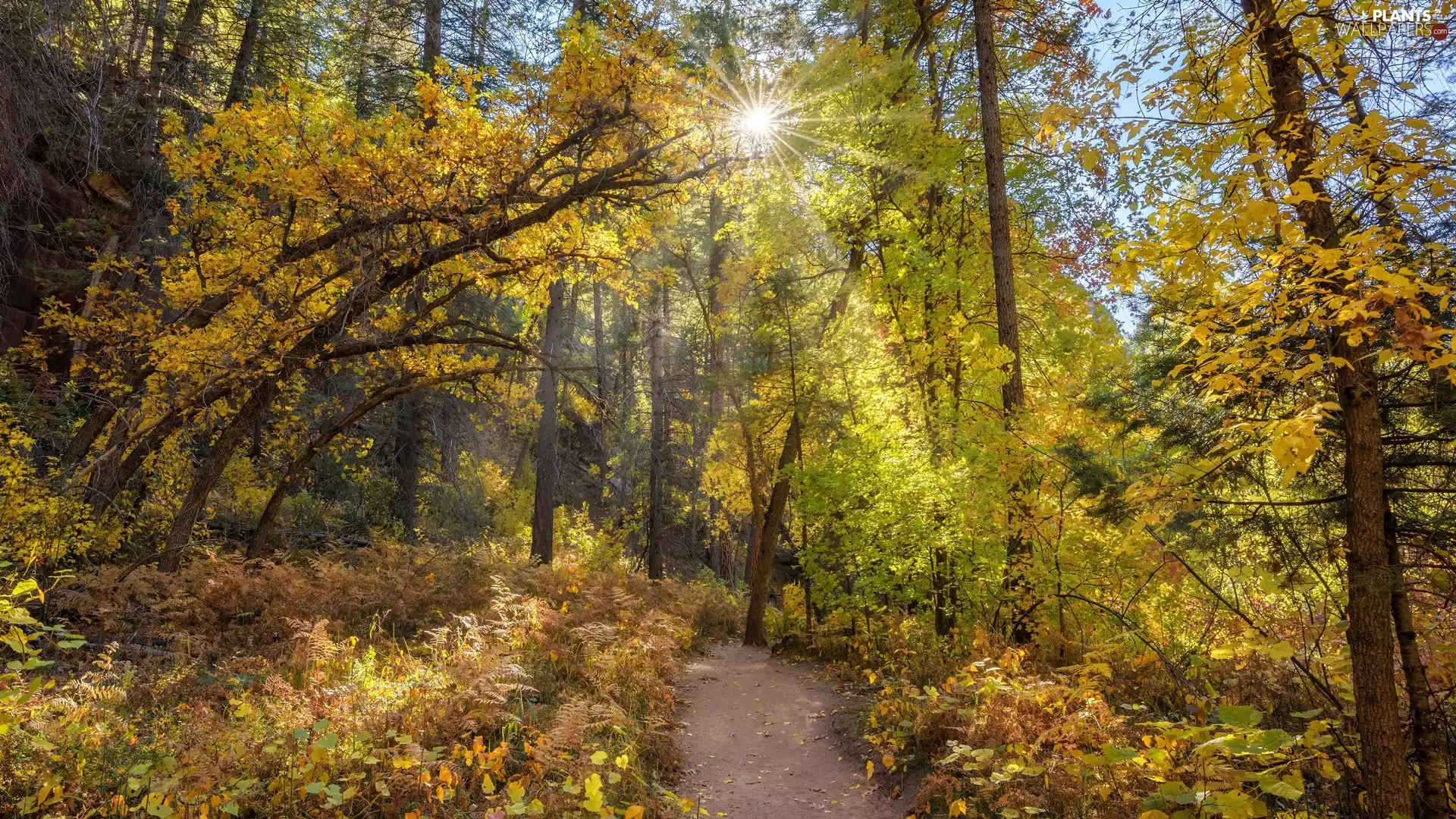 trees, viewes, rays of the Sun, Bush, autumn, Path, forest, VEGETATION