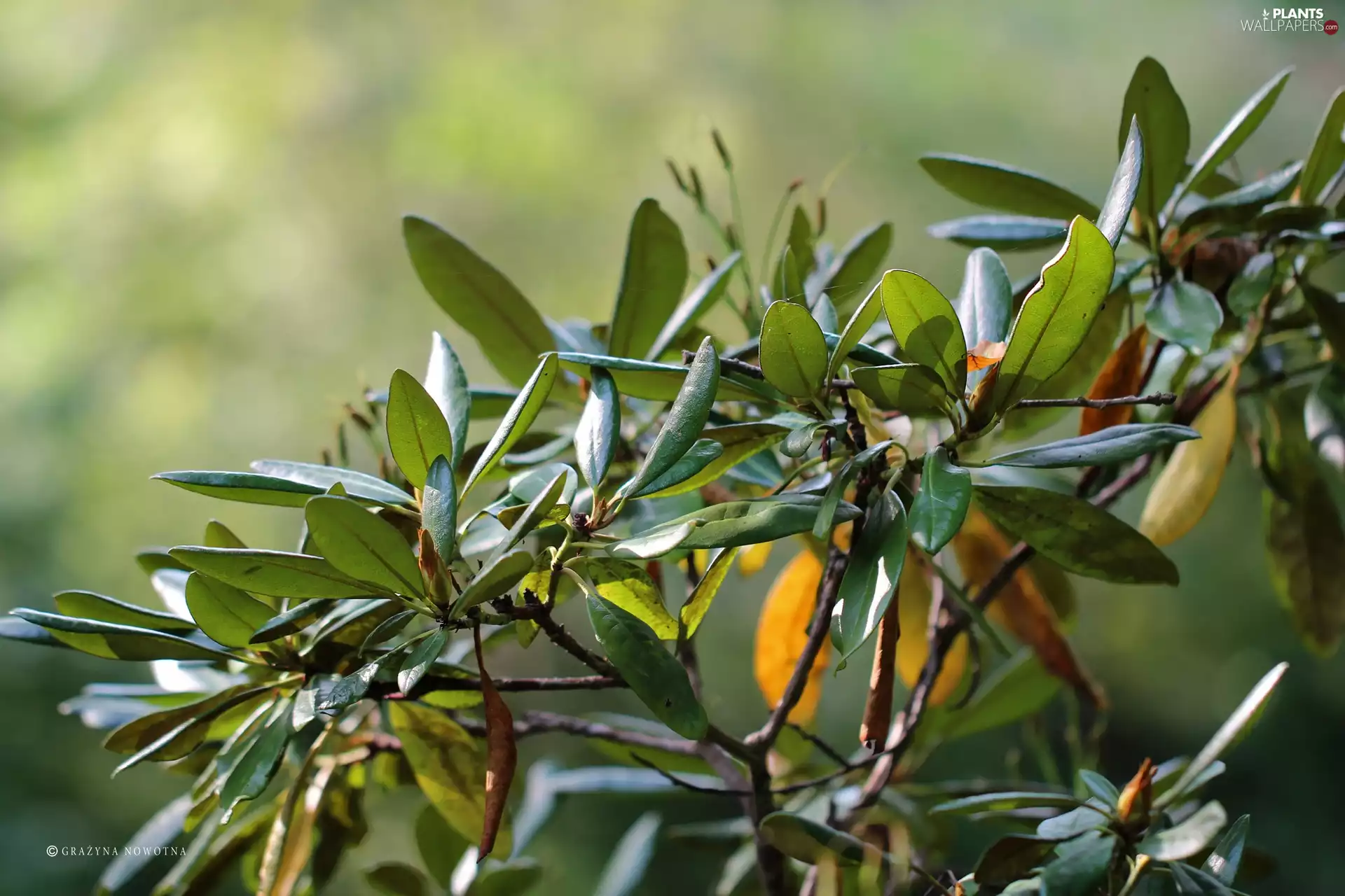 Leaf, Bush, azalea, rhododendron, rhododendron