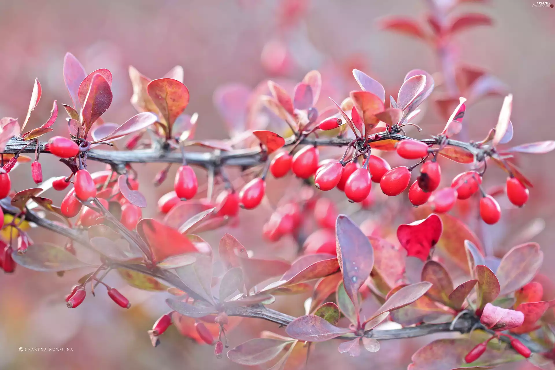 barberry, Red, Fruits, Bush