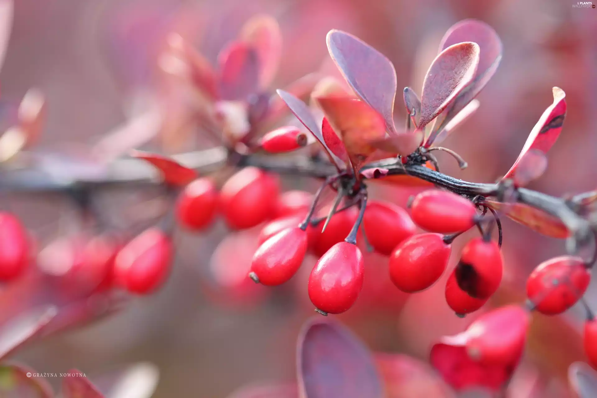 barberry, Red, Fruits, Bush