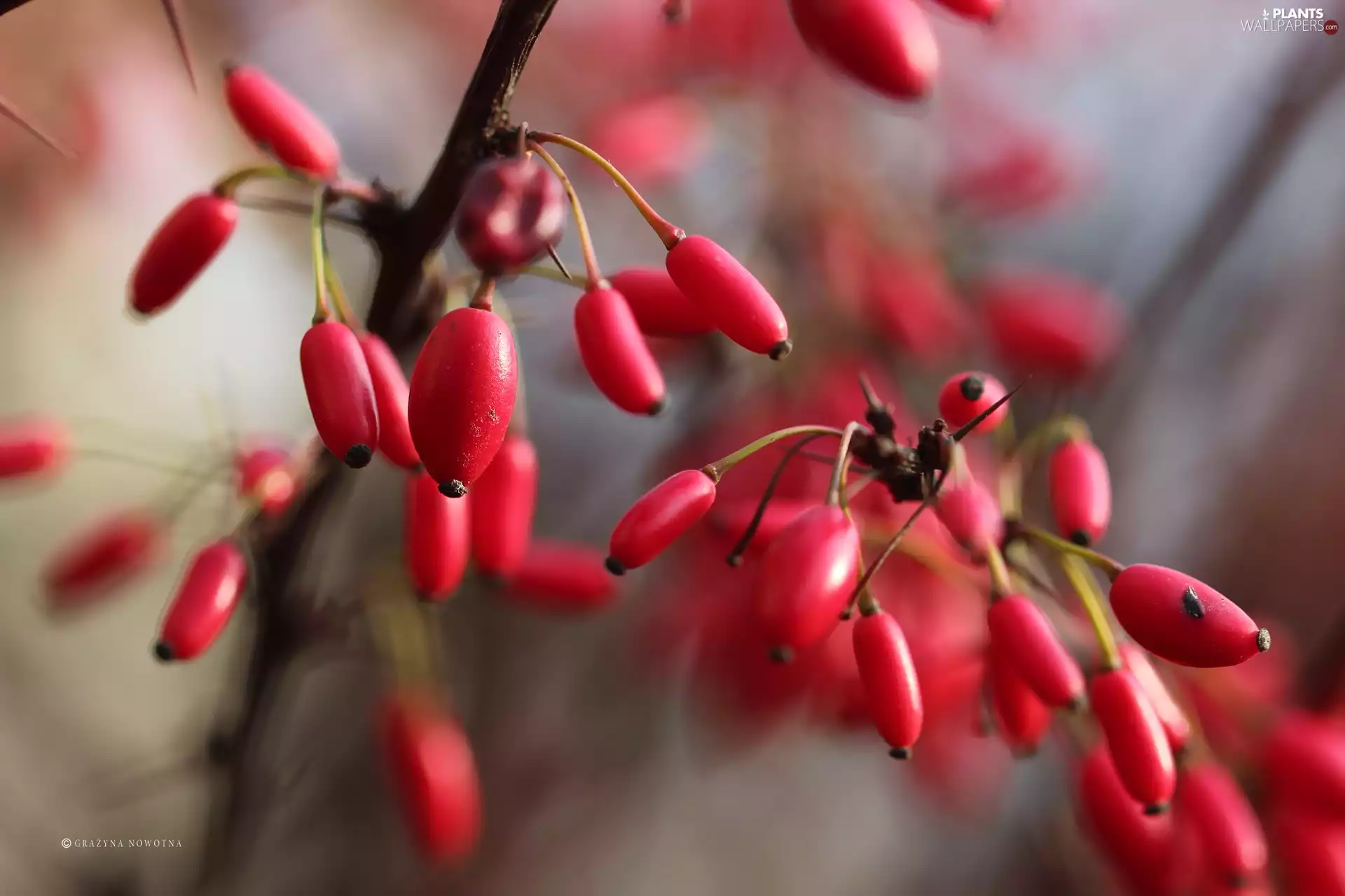 barberry, Red, Fruits, Bush