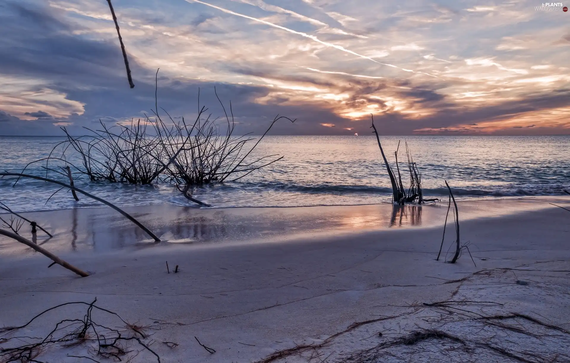 Bush, sea, Beaches