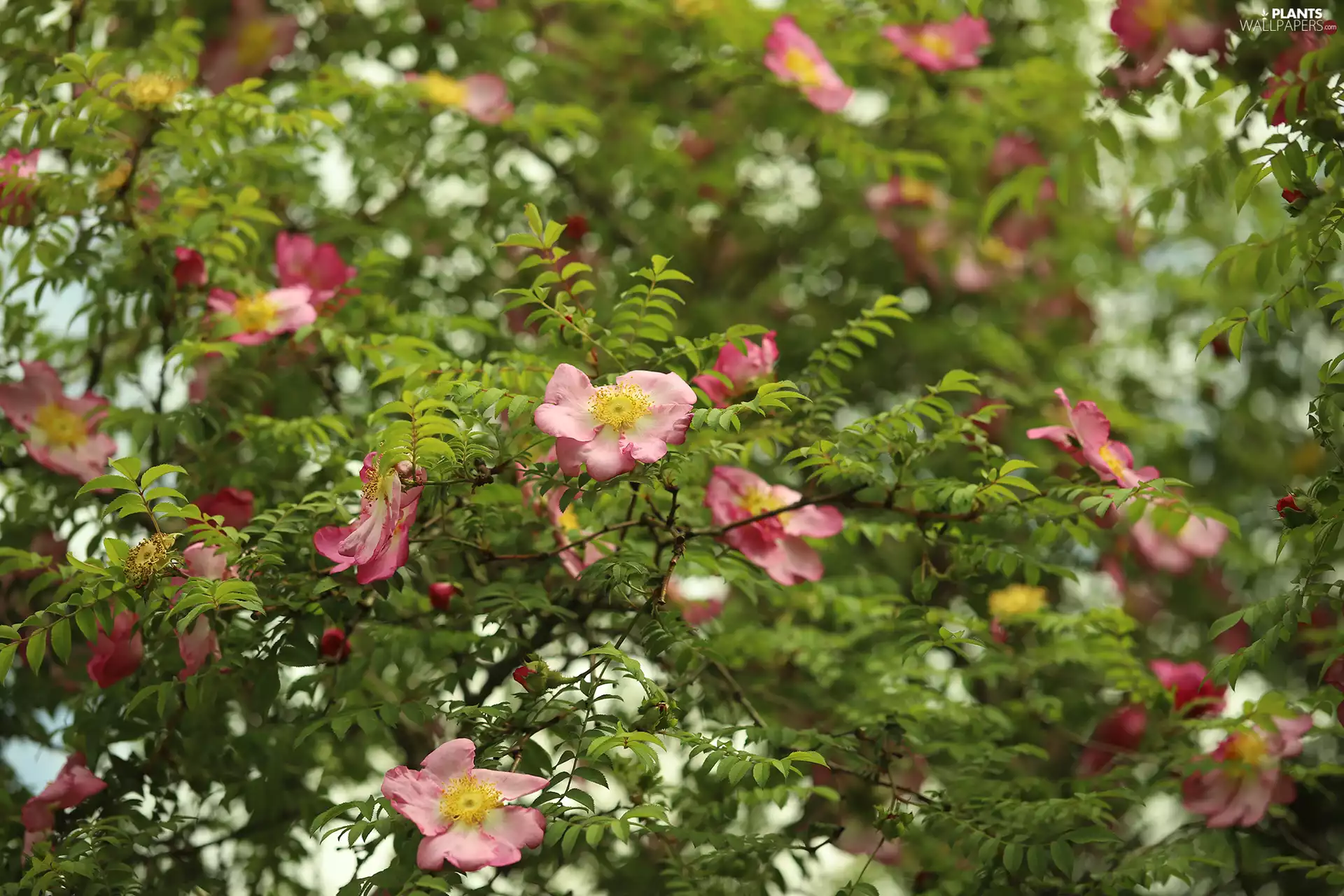 Briar, Pink, Flowers, Bush