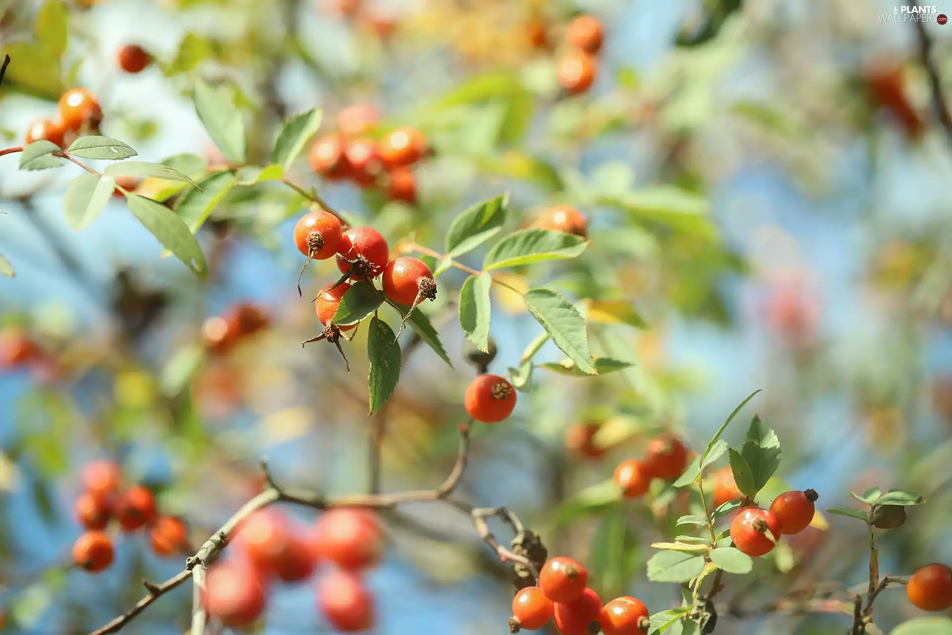 Briar, Red, Fruits, Bush
