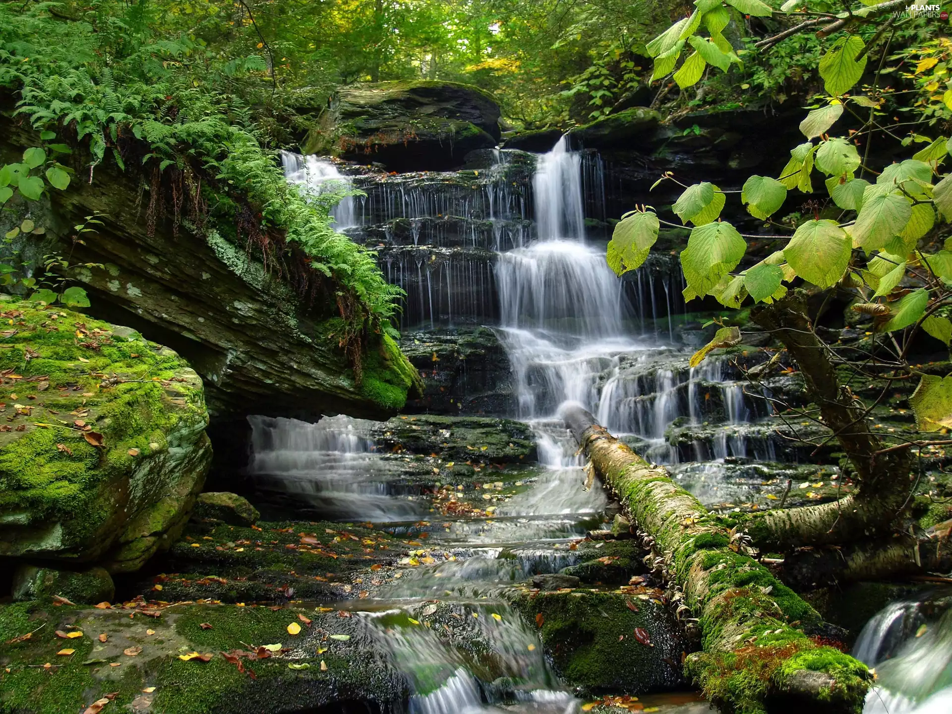 waterfall, forest, viewes, Bush, trees, brook