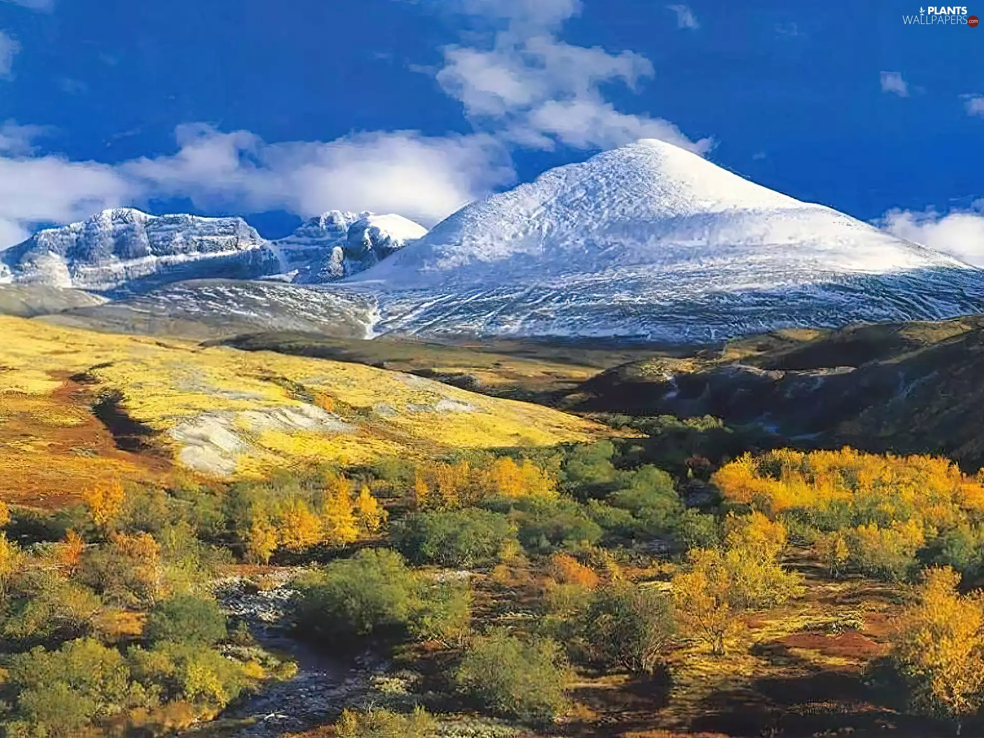 Bush, Mountains, clouds