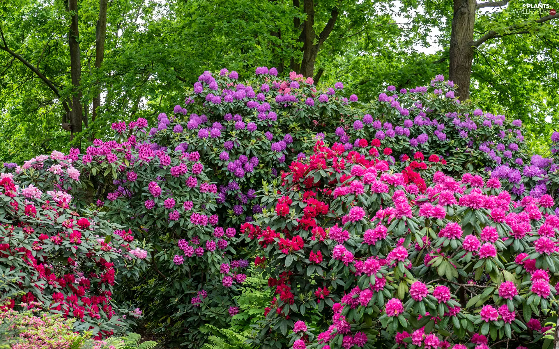 color, Rhododendrons, Rhododendron, Bush