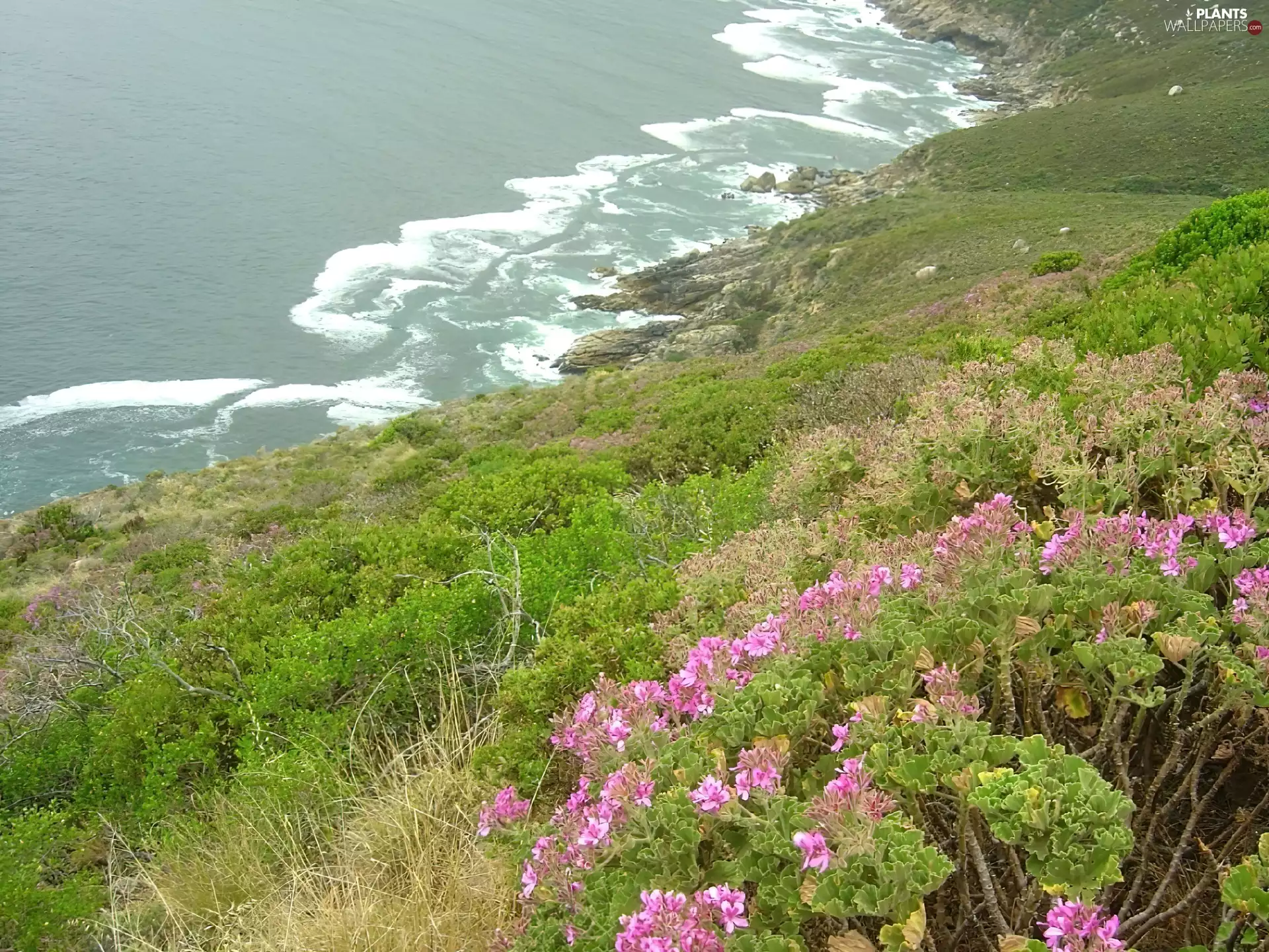 Mountains, Bush, Colourfull Flowers, Waves