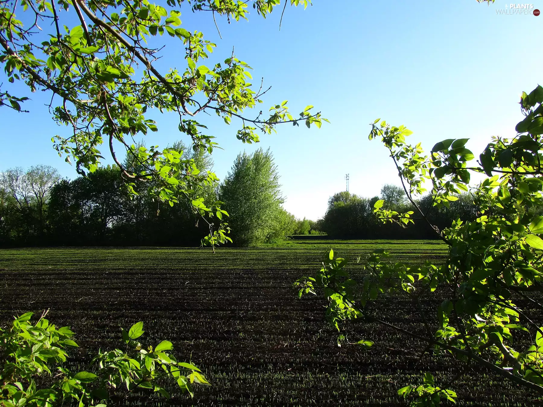 viewes, Bush, cultivated, trees, field