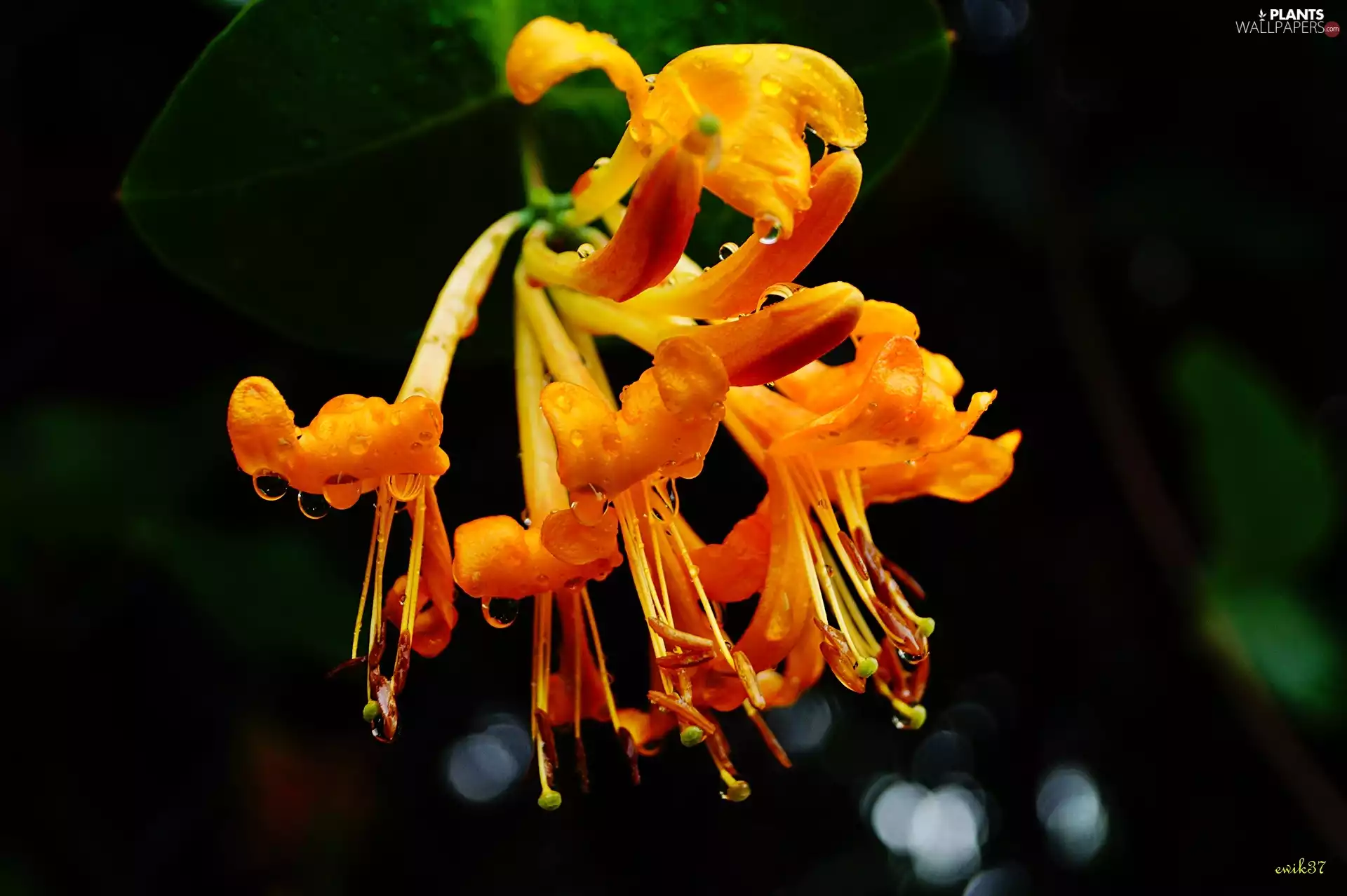 Bush, Honeysuckle, decorated