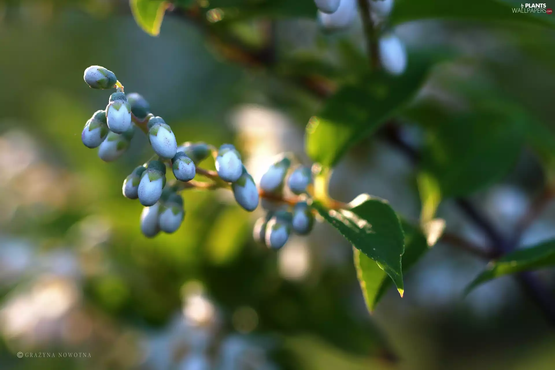 Deutzia, White, Buds, Bush