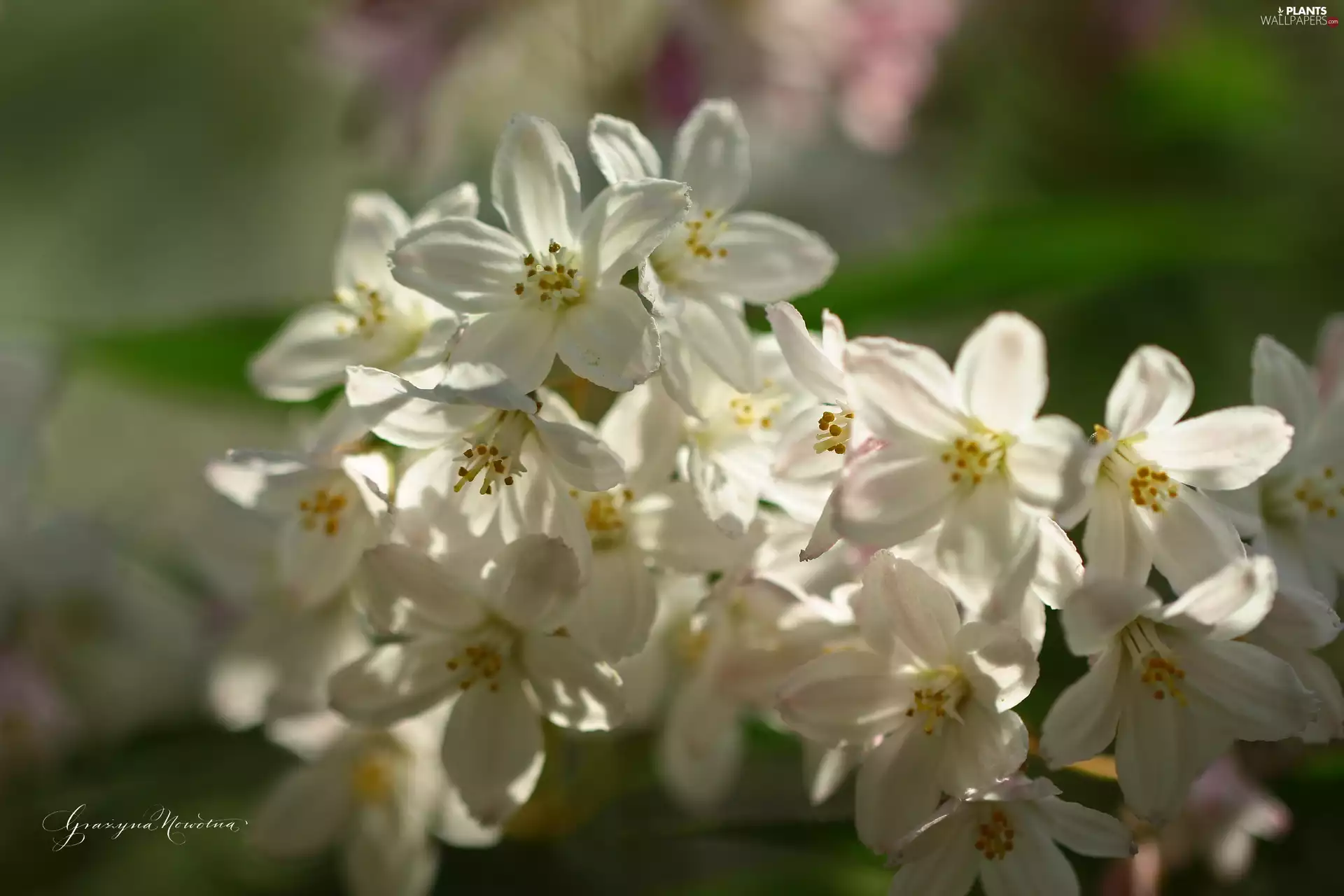 White, Bush, Deutzia Gracilis, Flowers