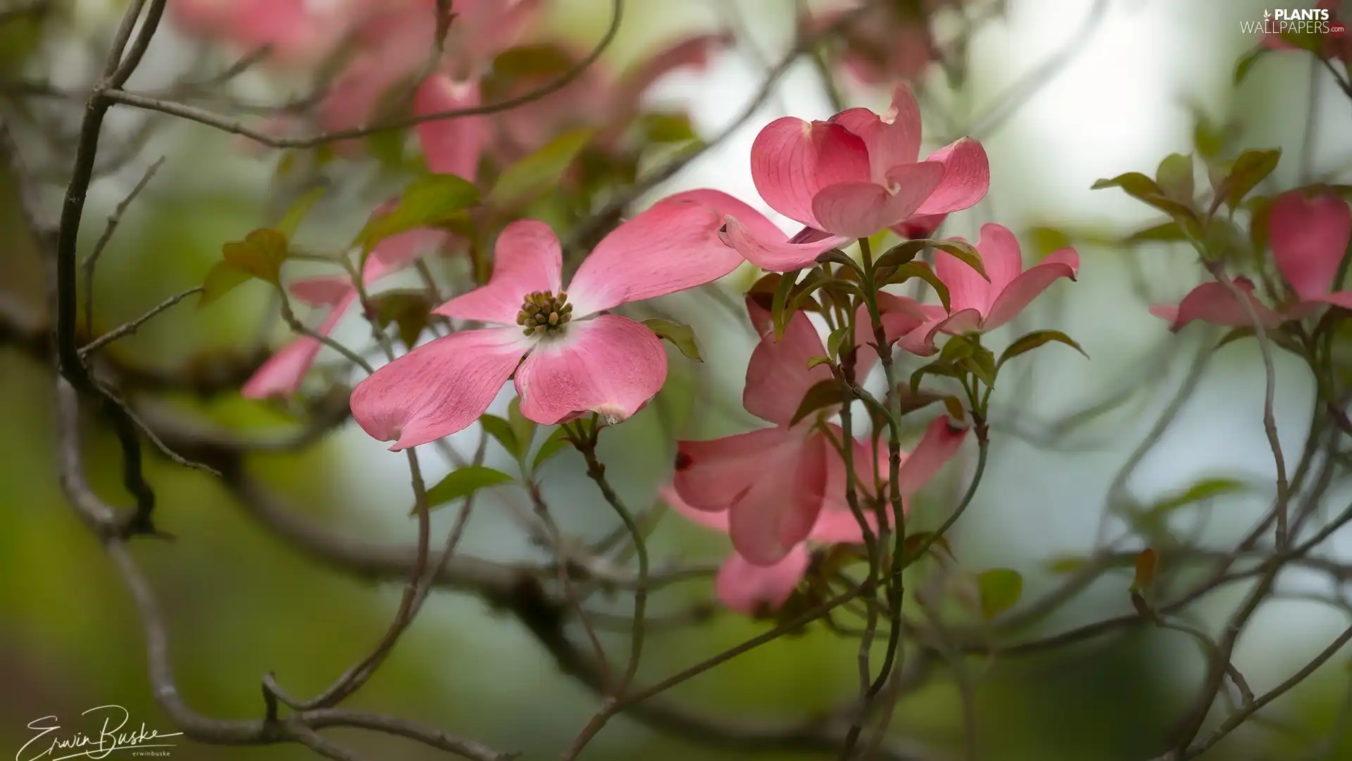 Pink, Bush, dog-wood, Flowers