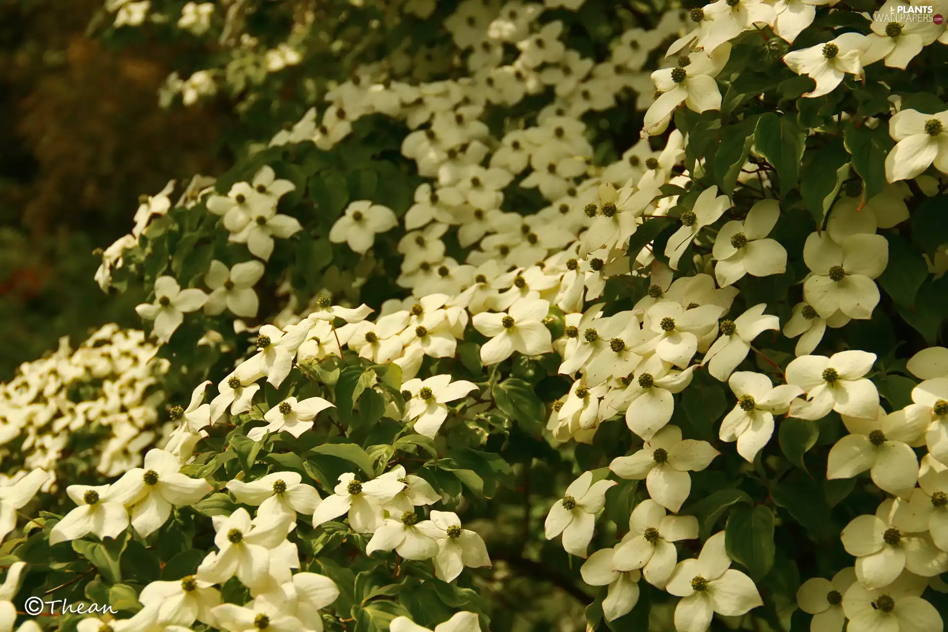 White, Bush, dog-wood, Flowers