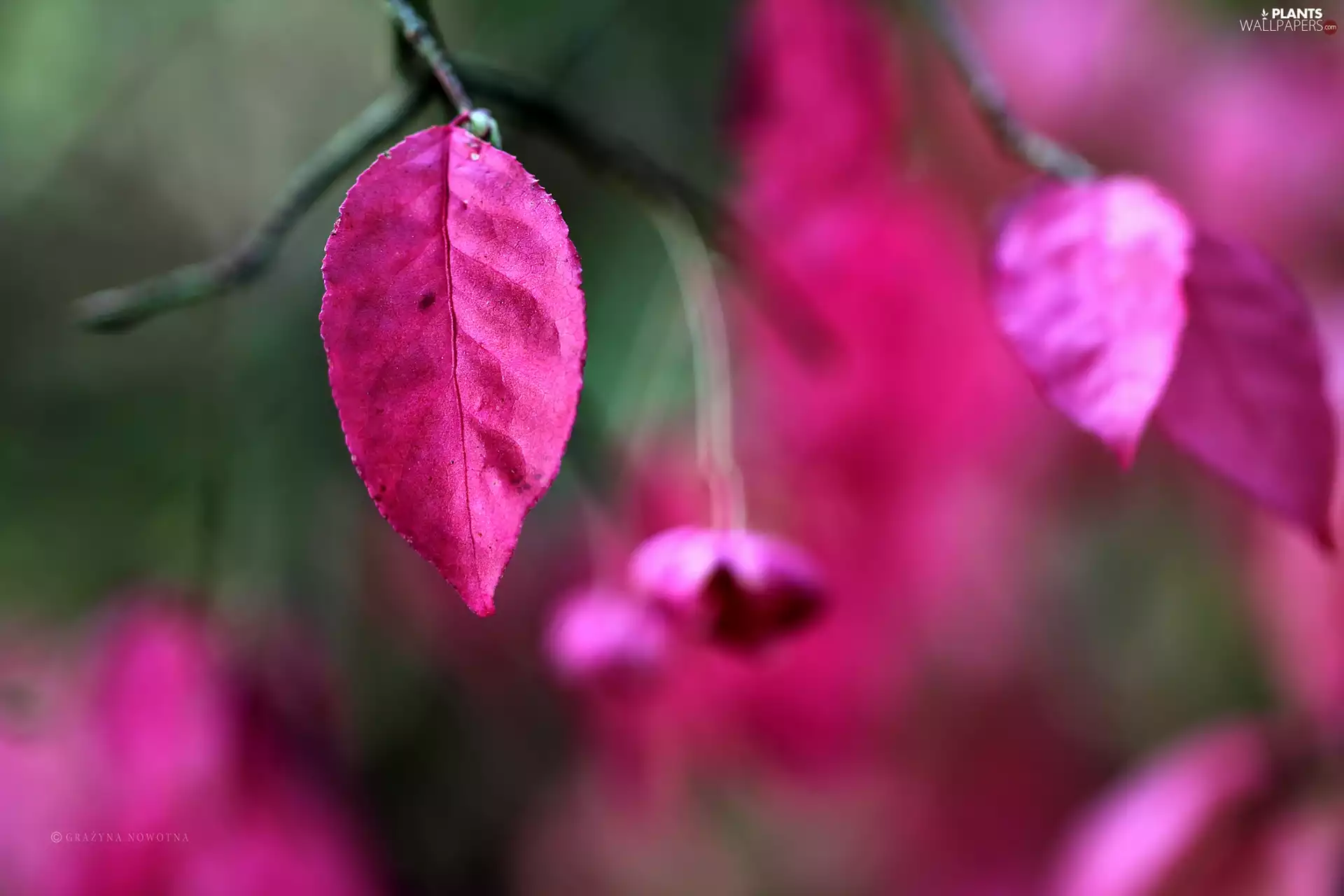 Euonymus, Pink, Leaf, Bush