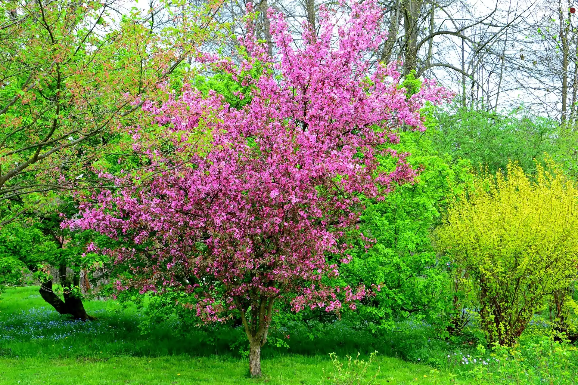 Bush, Spring, flourishing