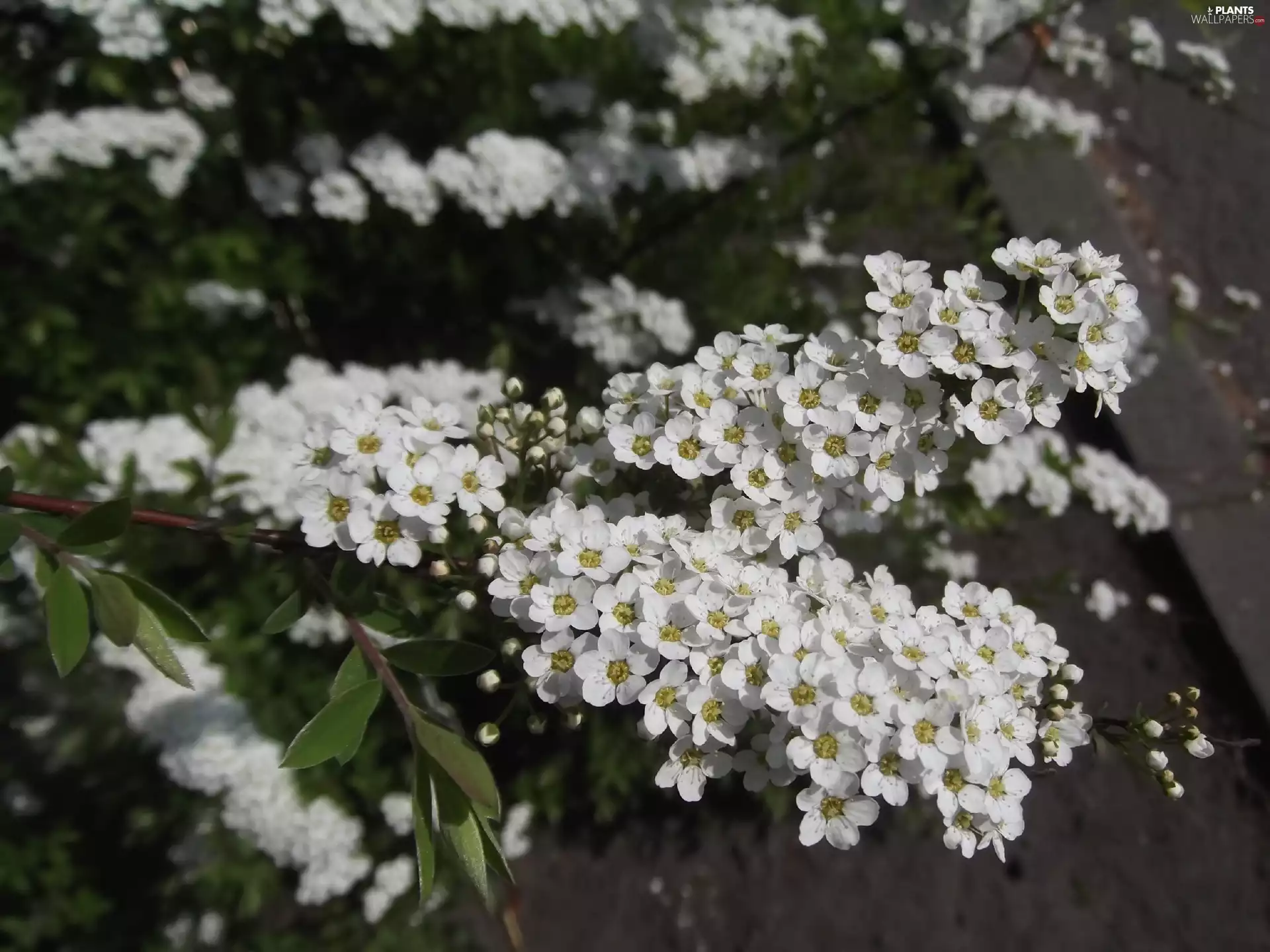 flower, White, Flowers, Bush