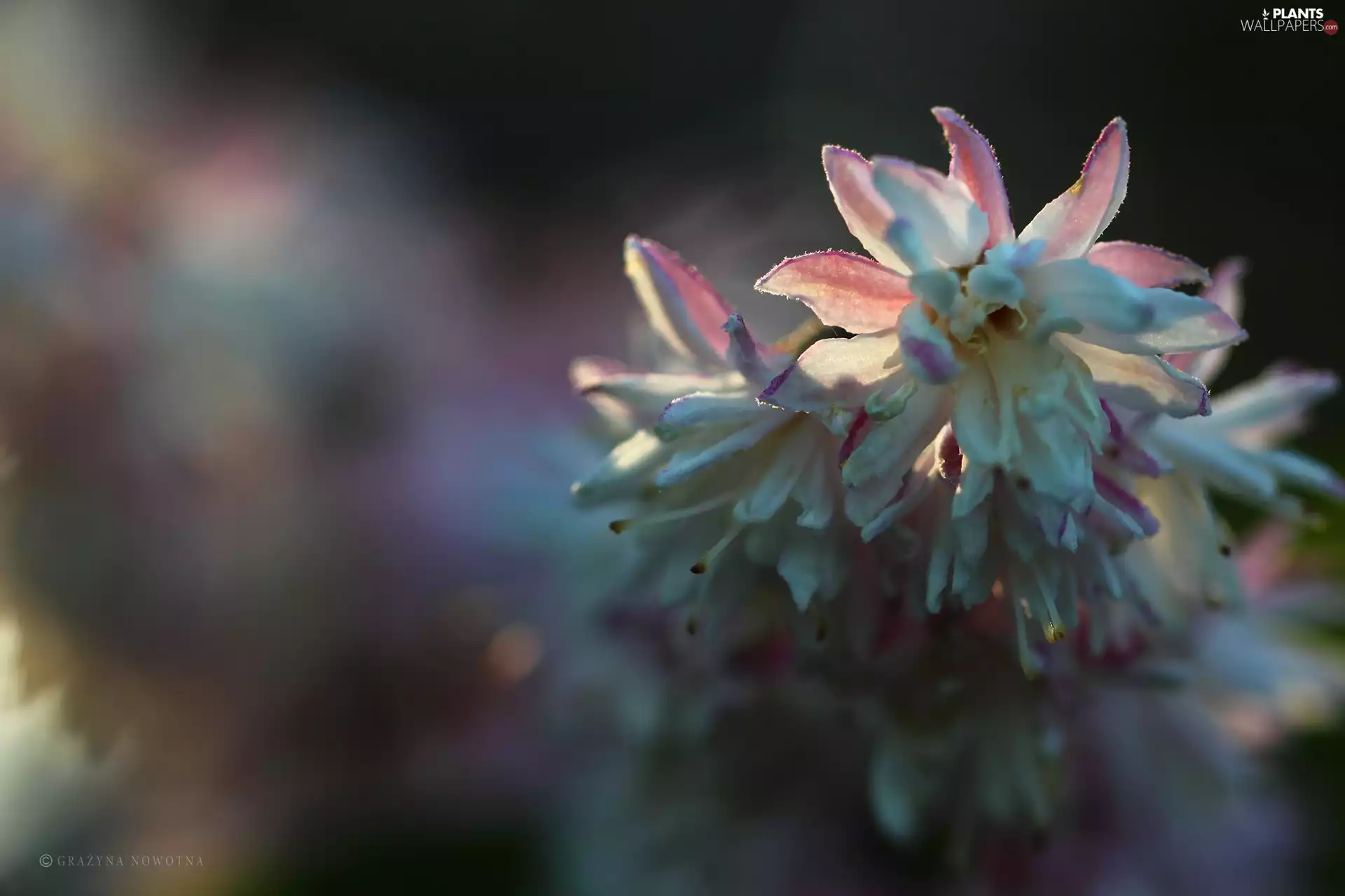 Flowers, Pink Deutzia, Bush