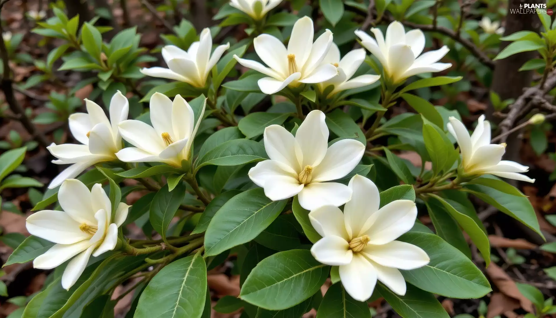 leaves, White, Magnolia, Bush, Twigs, Flowers
