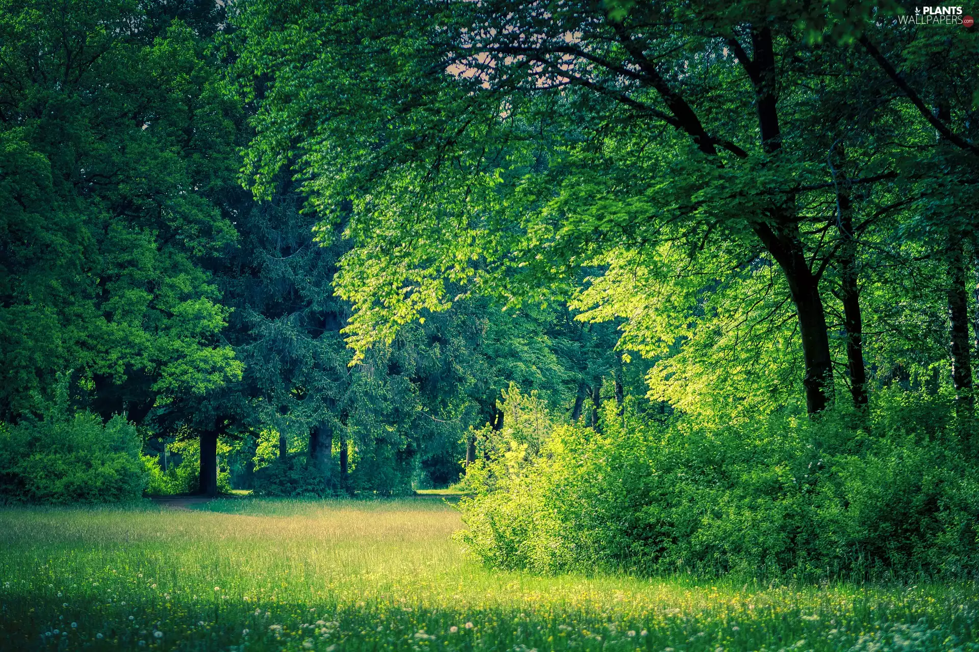 viewes, Bush, Flowers, trees, Meadow