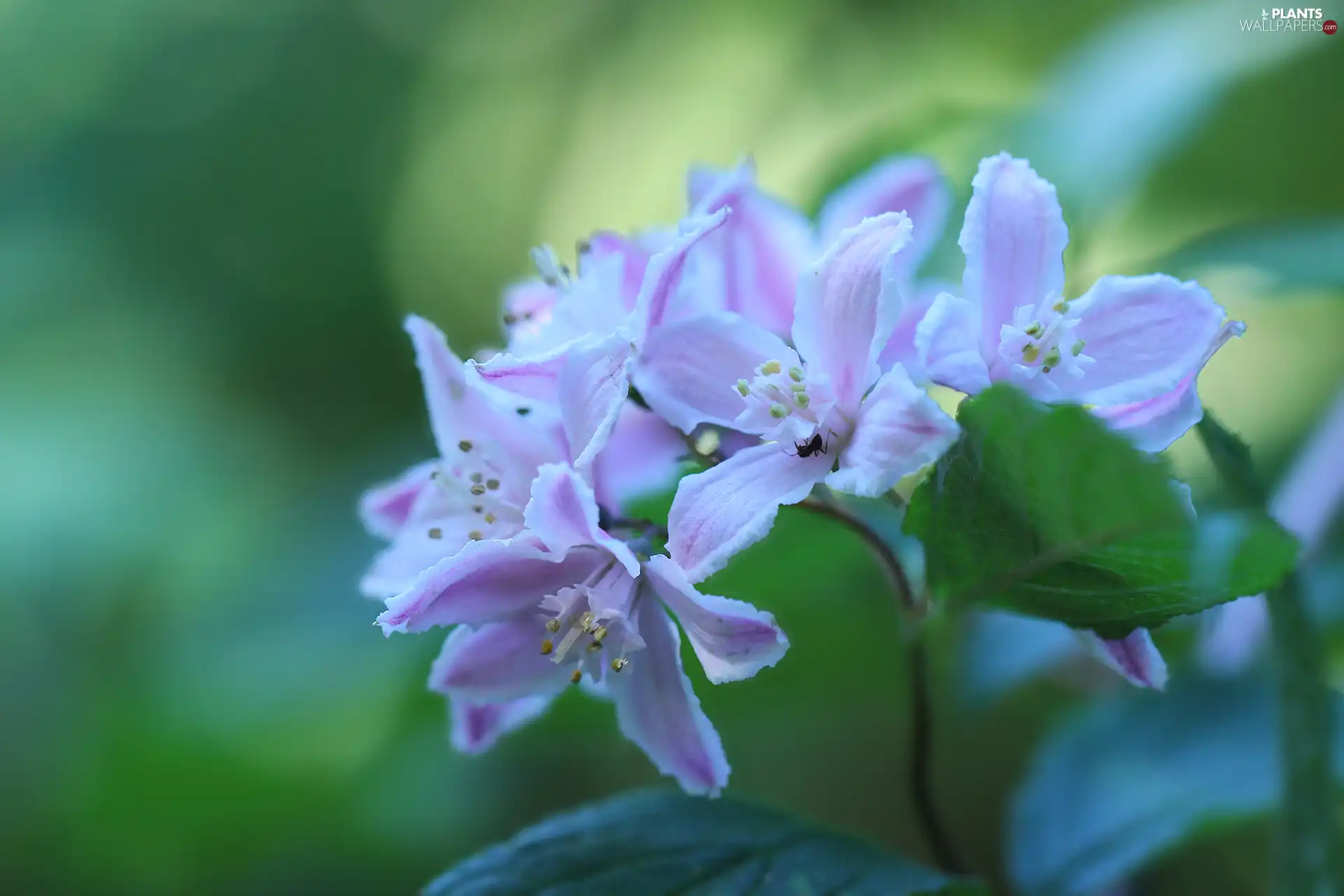 Bush, Pink, Flowers