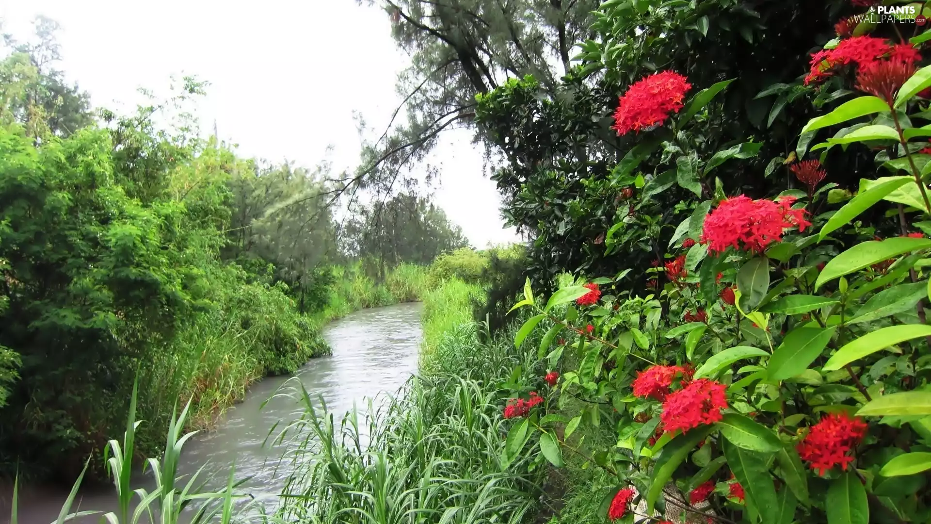 Bush, River, Flowers