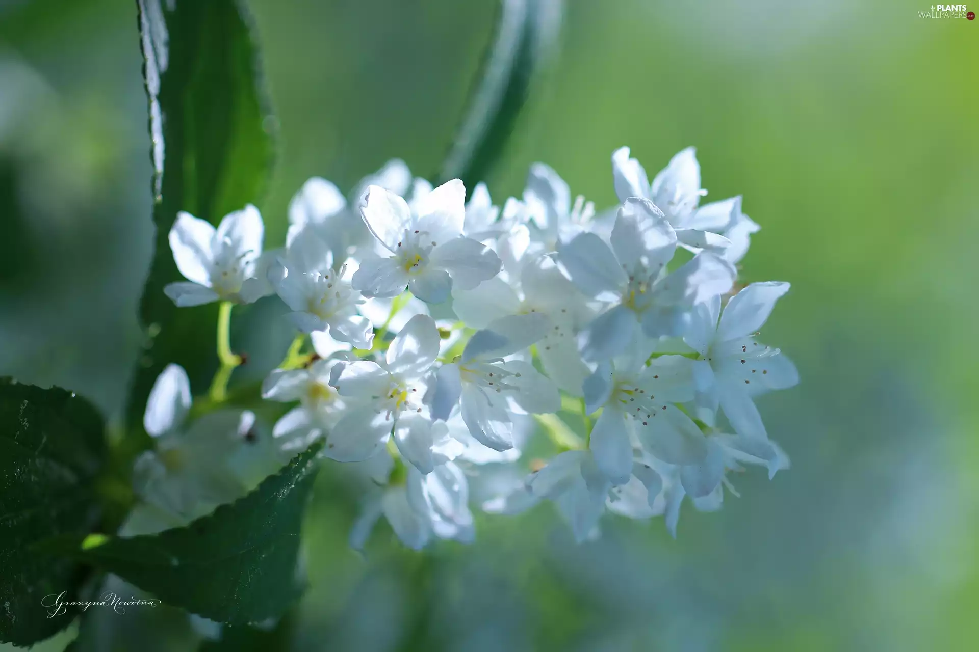 Bush, White, Flowers