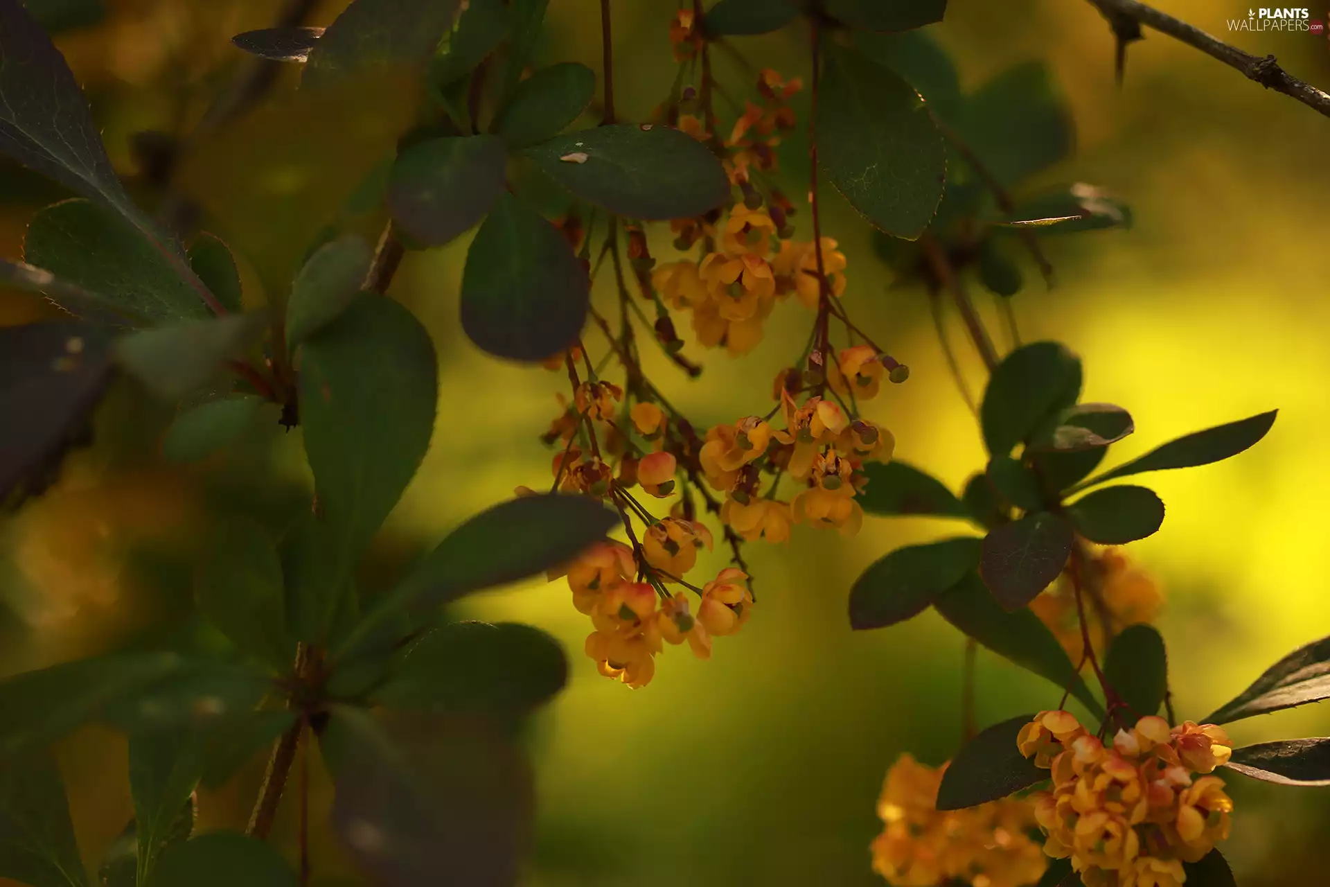 Bush, Yellow, Flowers