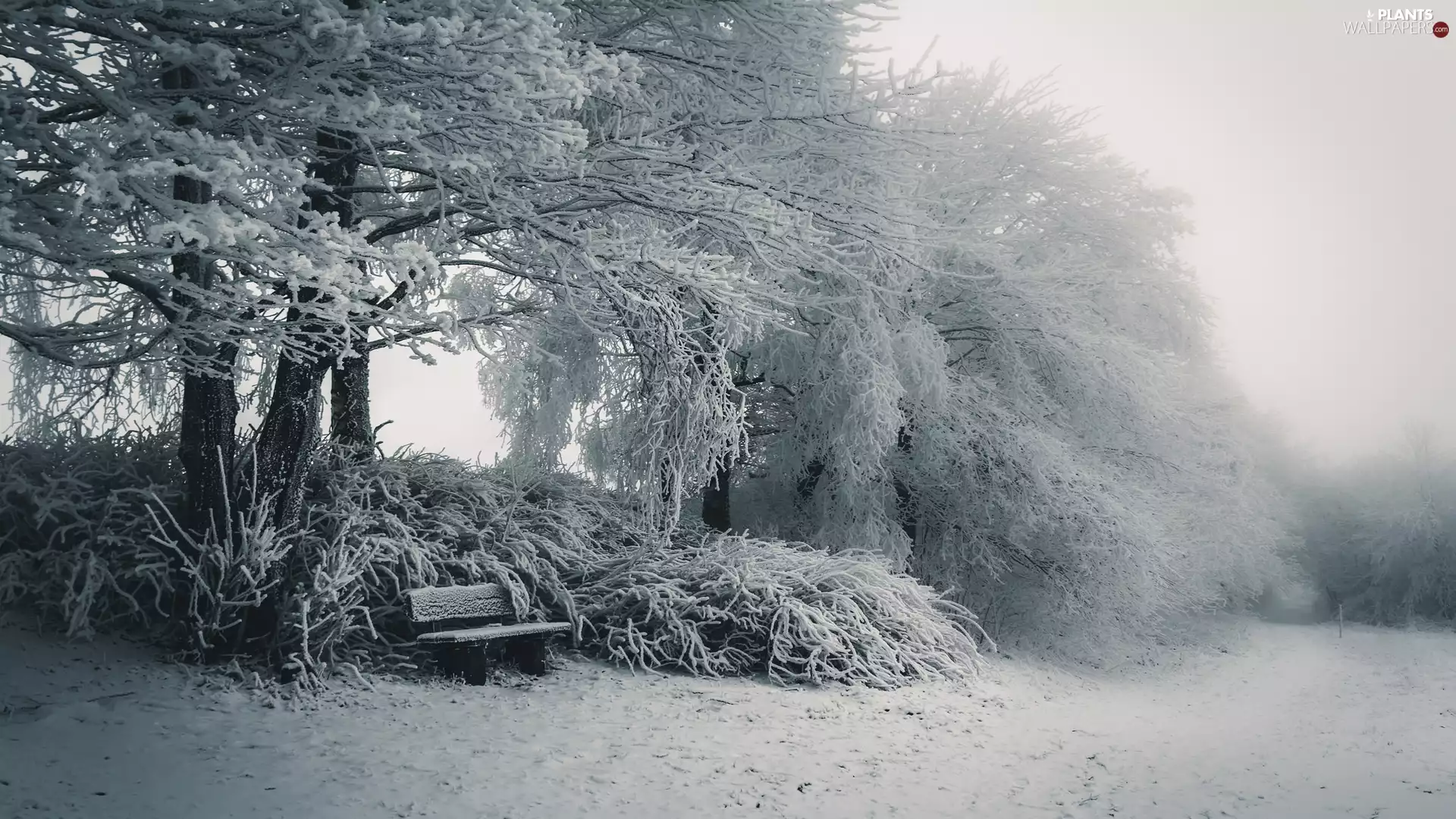 frosty, trees, Fog, viewes, Bench, snow, winter, Bush
