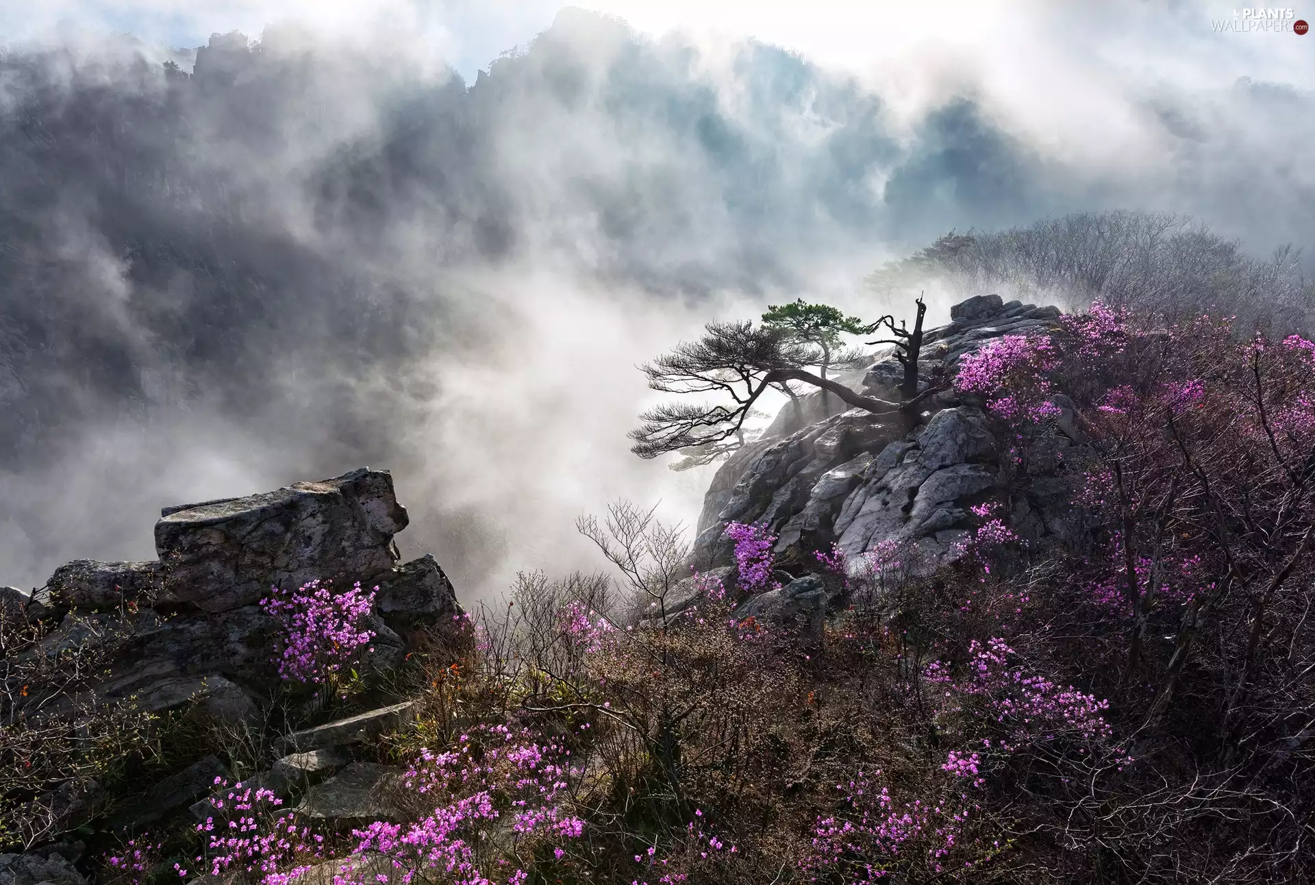 mount, VEGETATION, Fog, trees, Flowers, rocks, Mountains, Bush