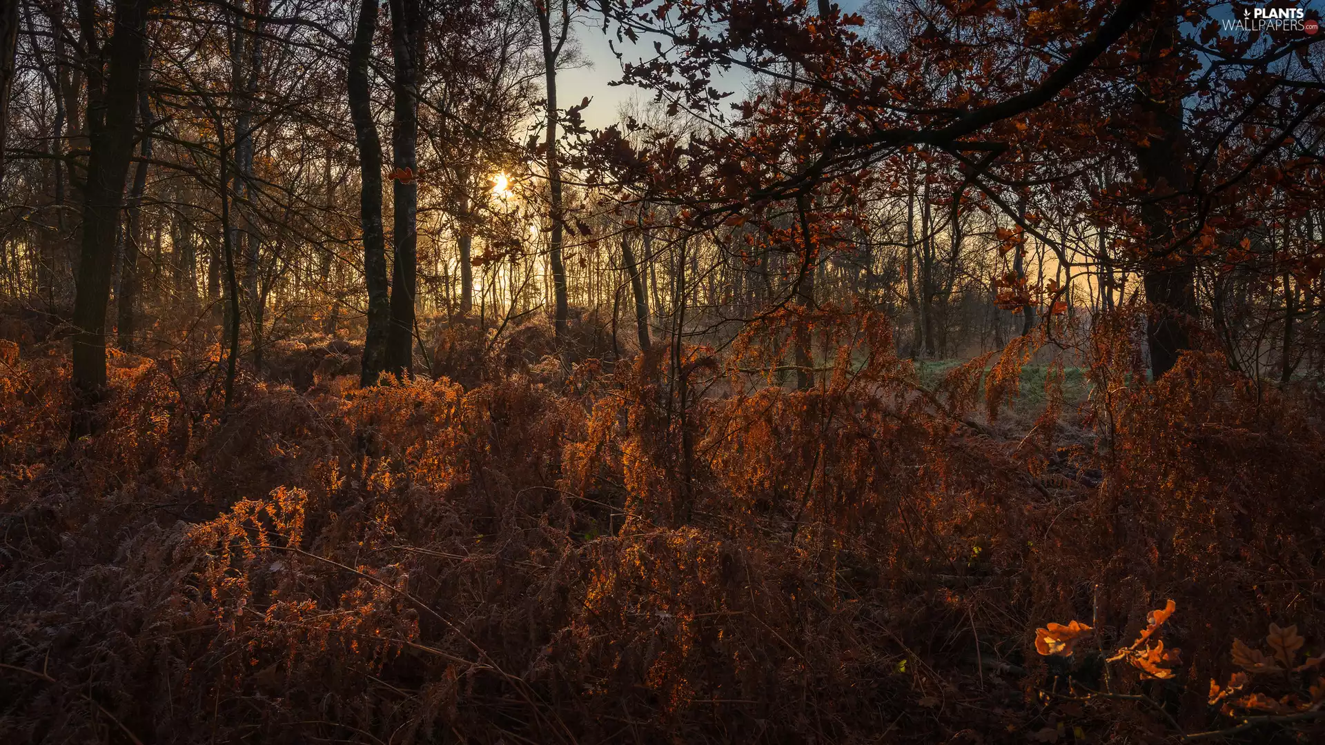 trees, autumn, fern, Bush, viewes, forest