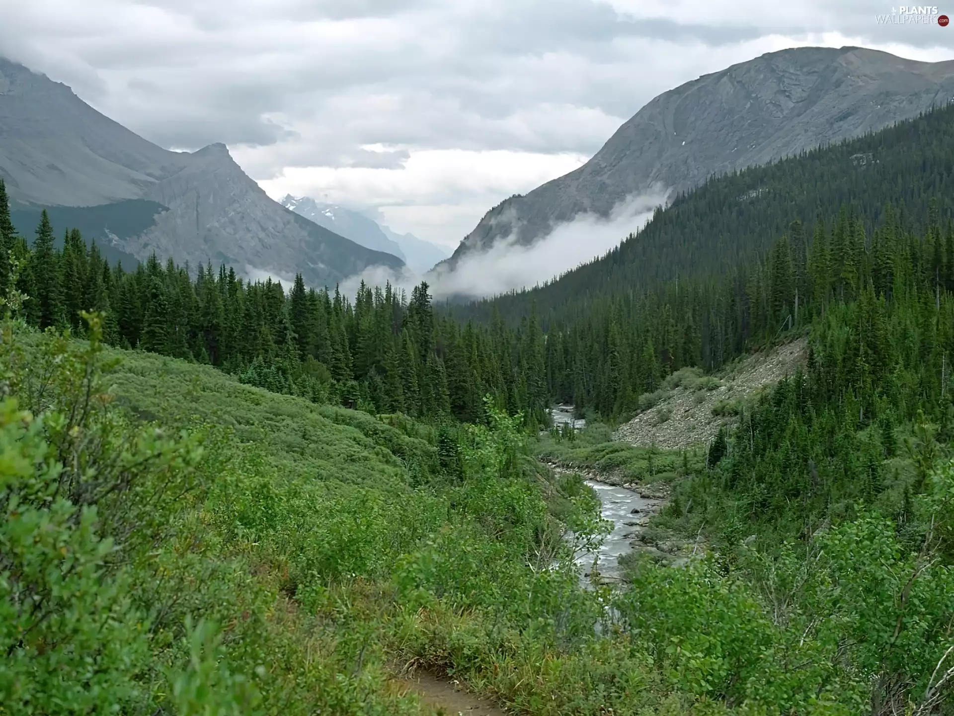 Bush, Mountains, forest