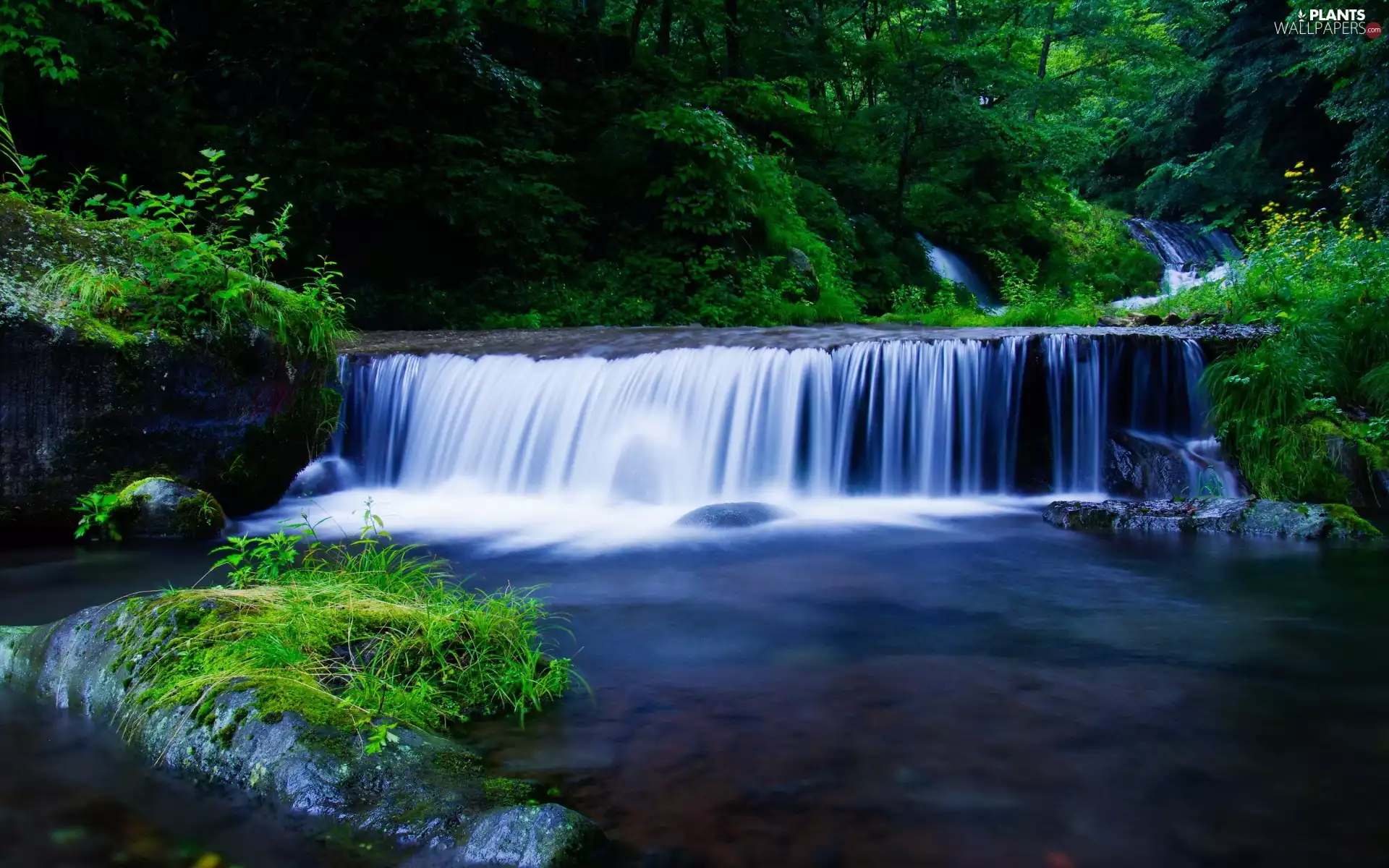 Bush, waterfall, forest