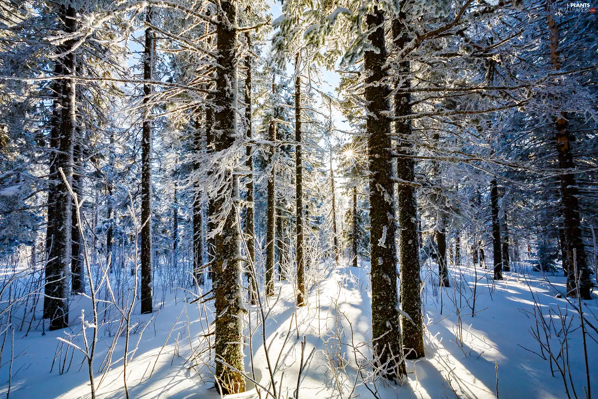 viewes, Bush, forest, trees, winter