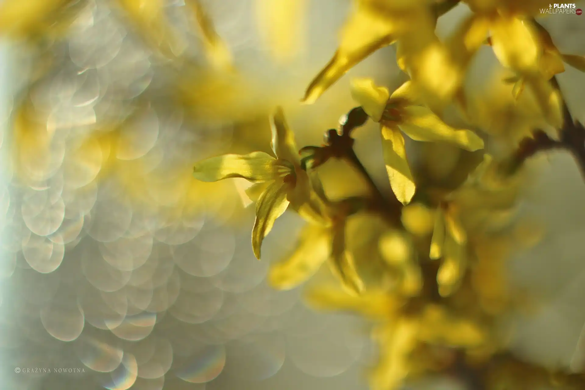 forsythia, Flowers, Bush, Yellow