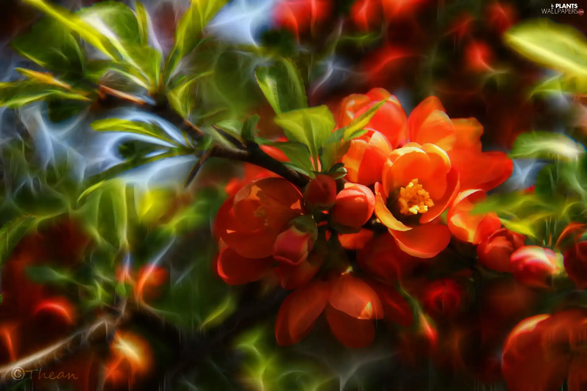 Bush, Fractalius, Red, Flowers, quince