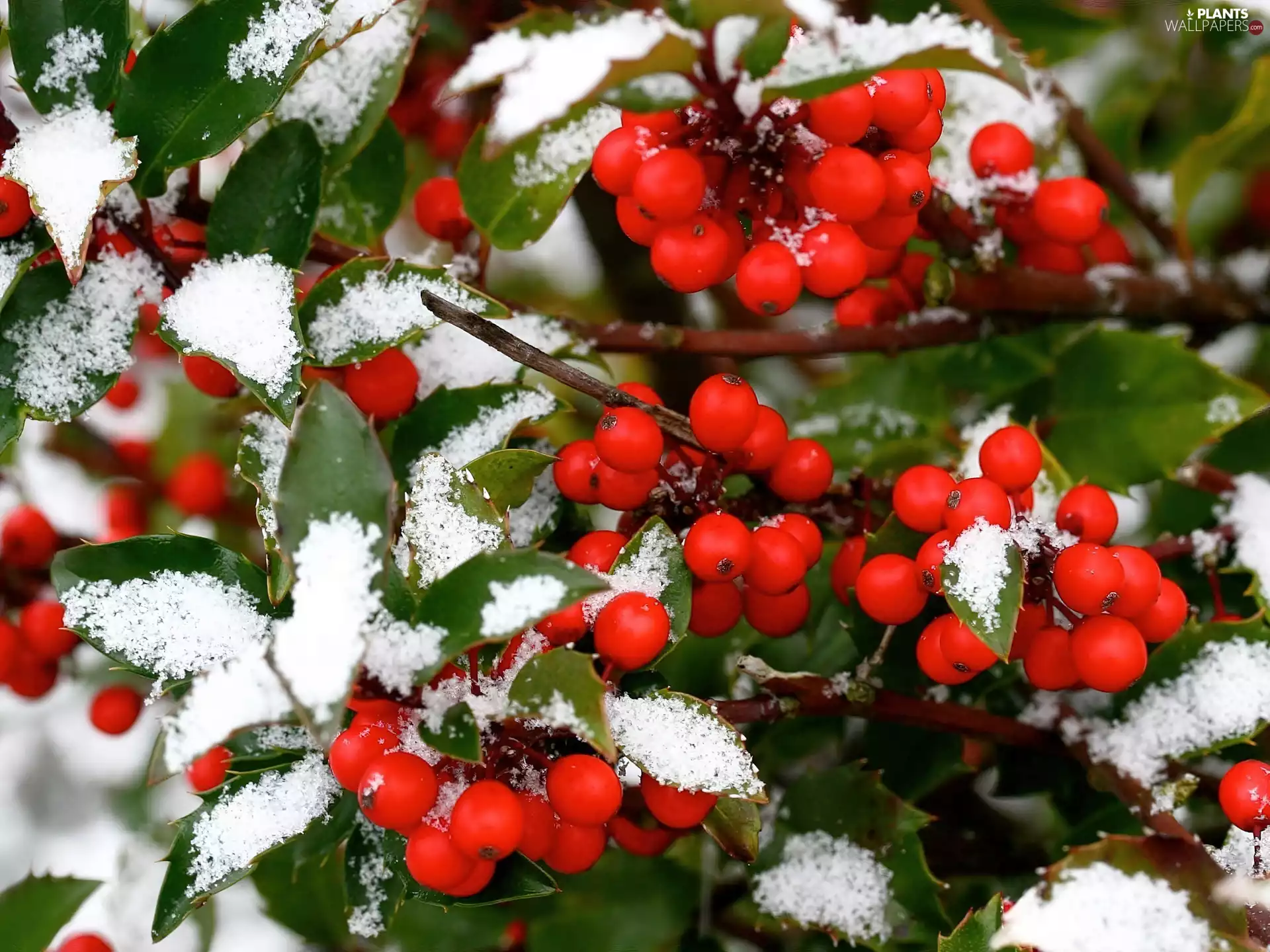 frosted, Red, blueberries, Bush