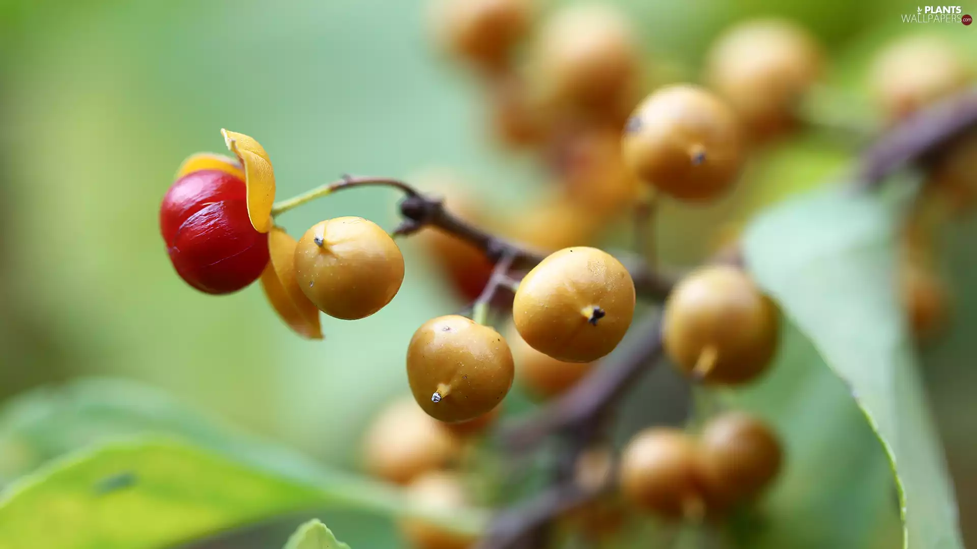 Bush, Yellow, Fruits