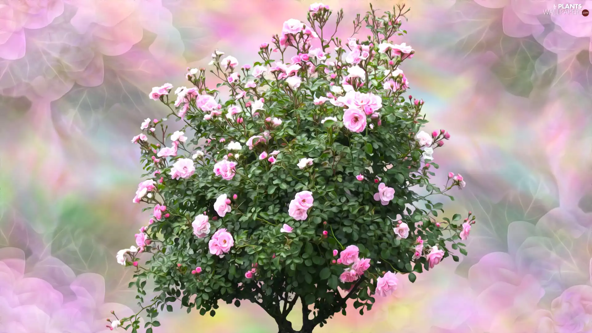 graphics, Flowers, Briar, Bush